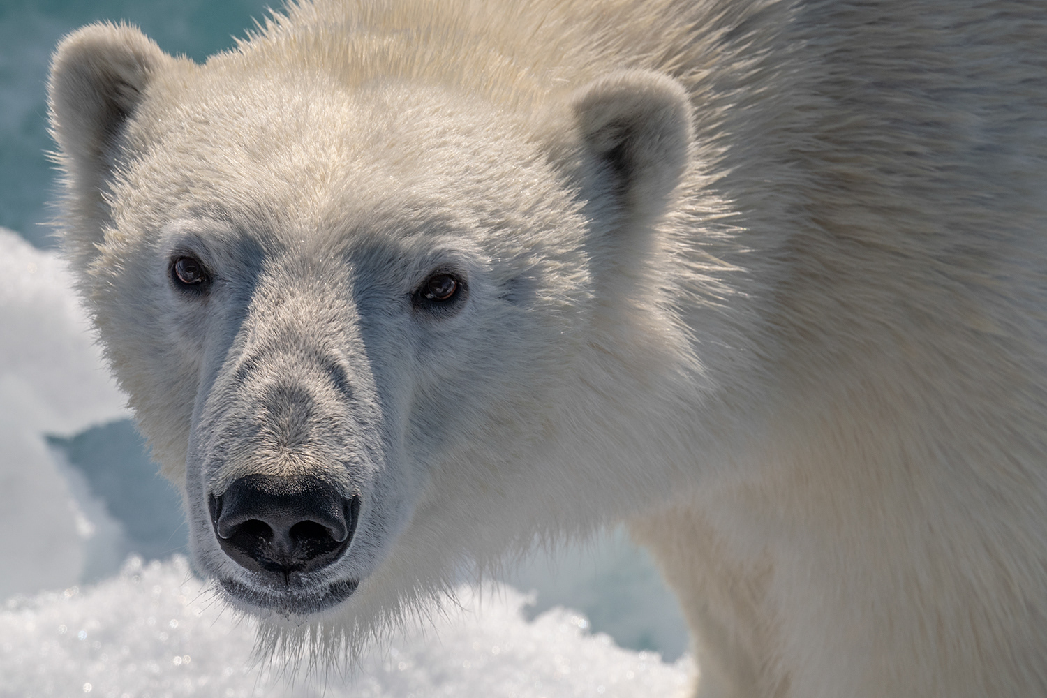 Greenland - Polar bear