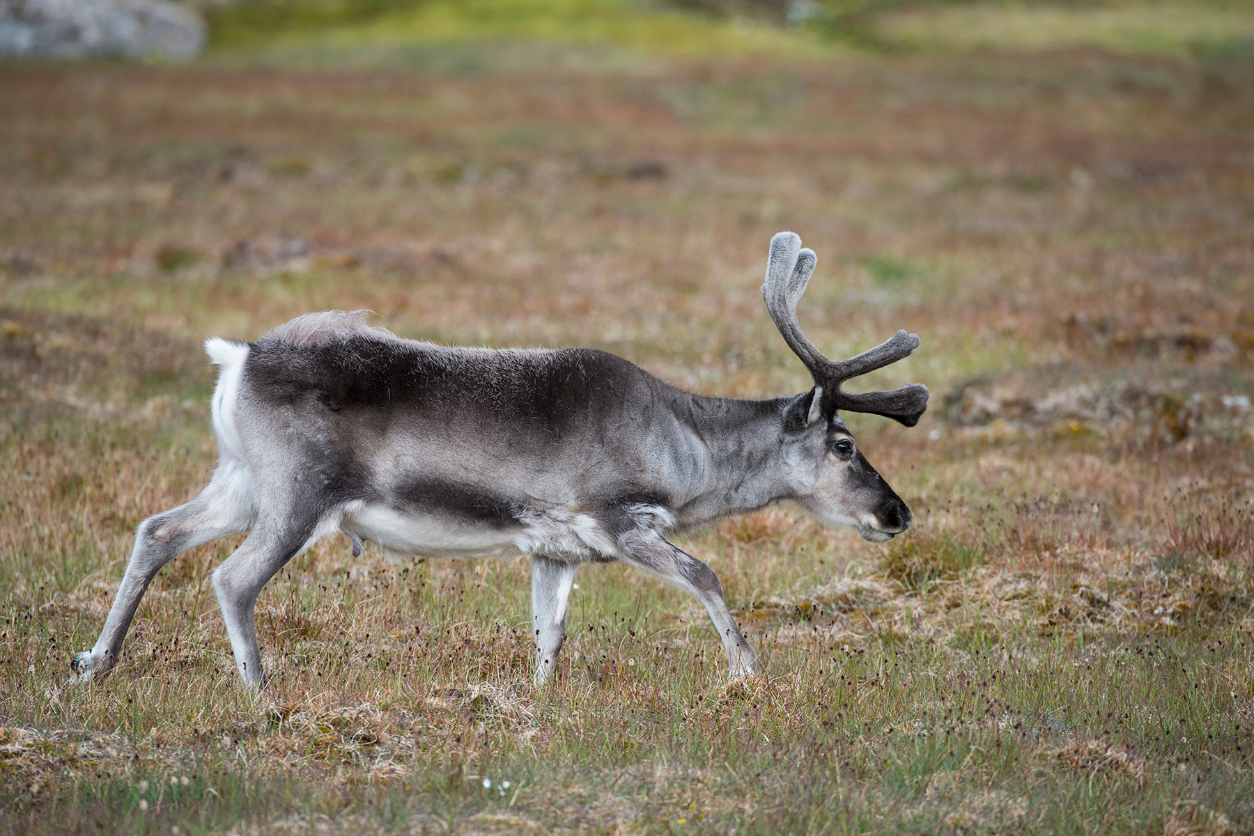 Norway, Svalbard, reindeer