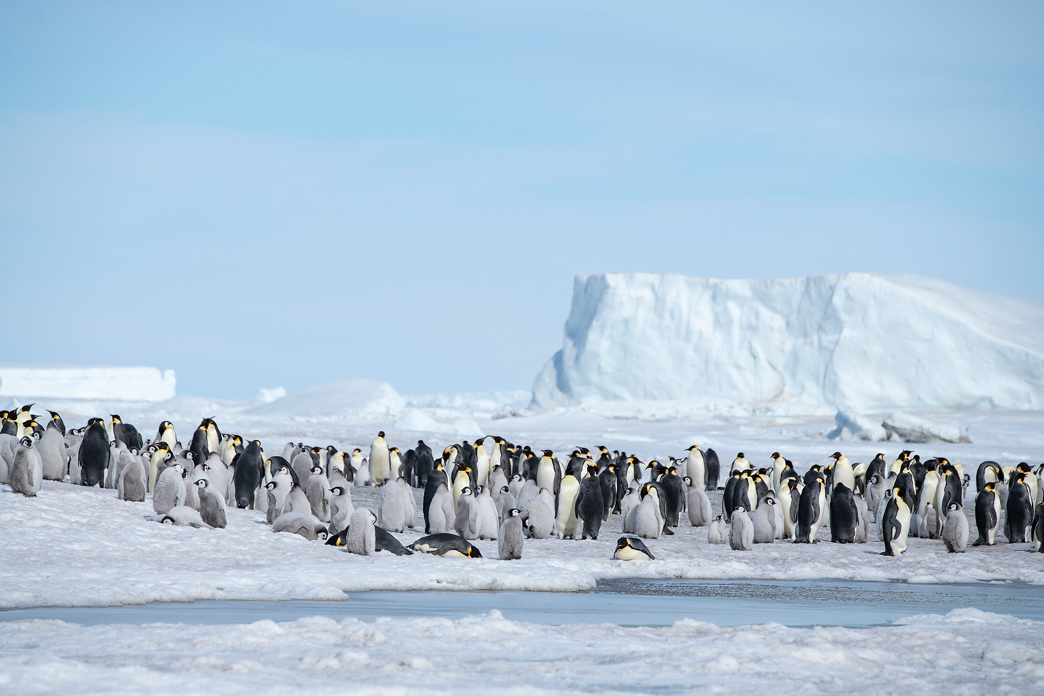 Snowhill Island - Emperor Penguins