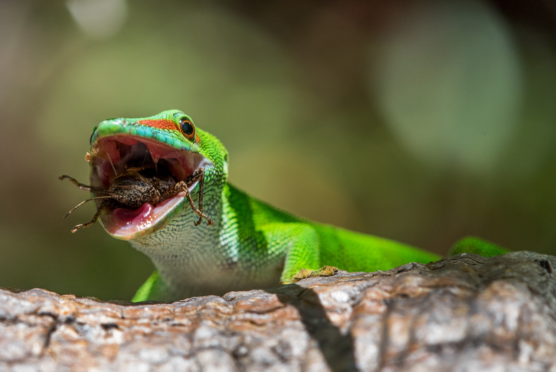 Madagascar, Nosy Hara - Day gecko with grasshopper
