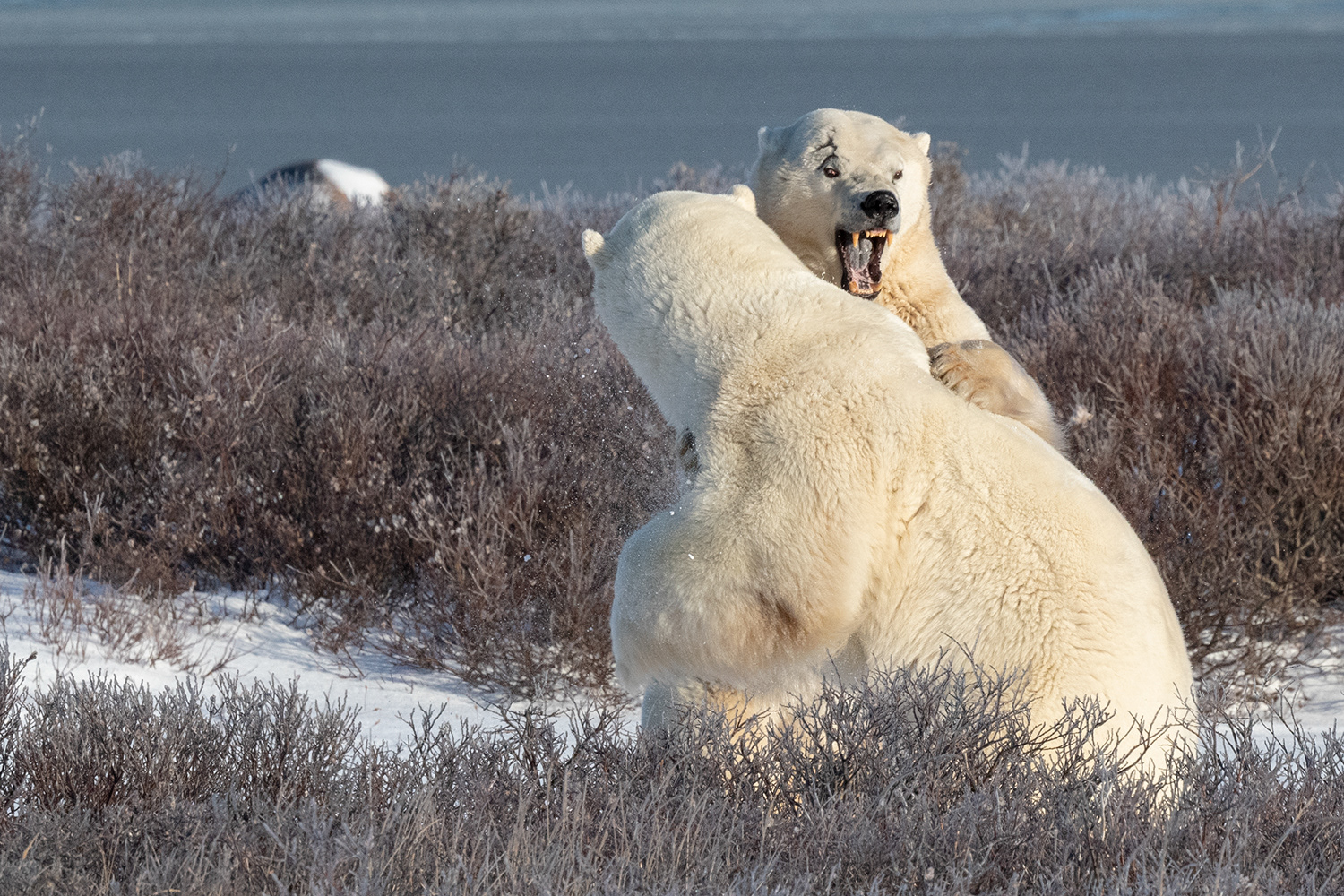Churchill, Canada - Male polar bears fighting