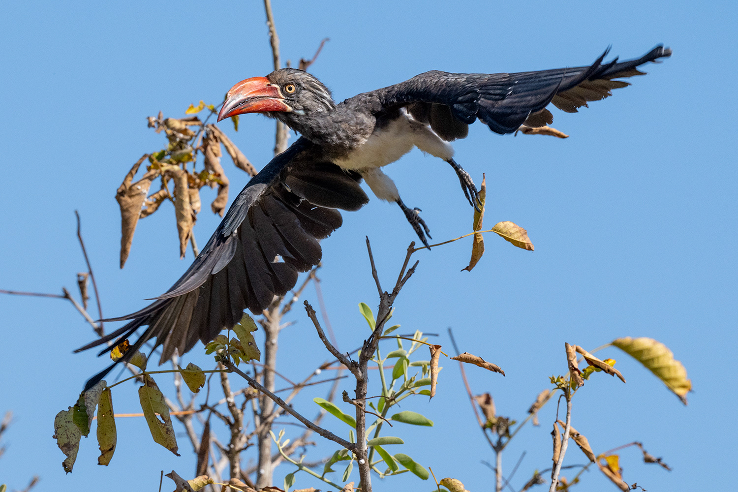 Zambia - Crowned Hornbill