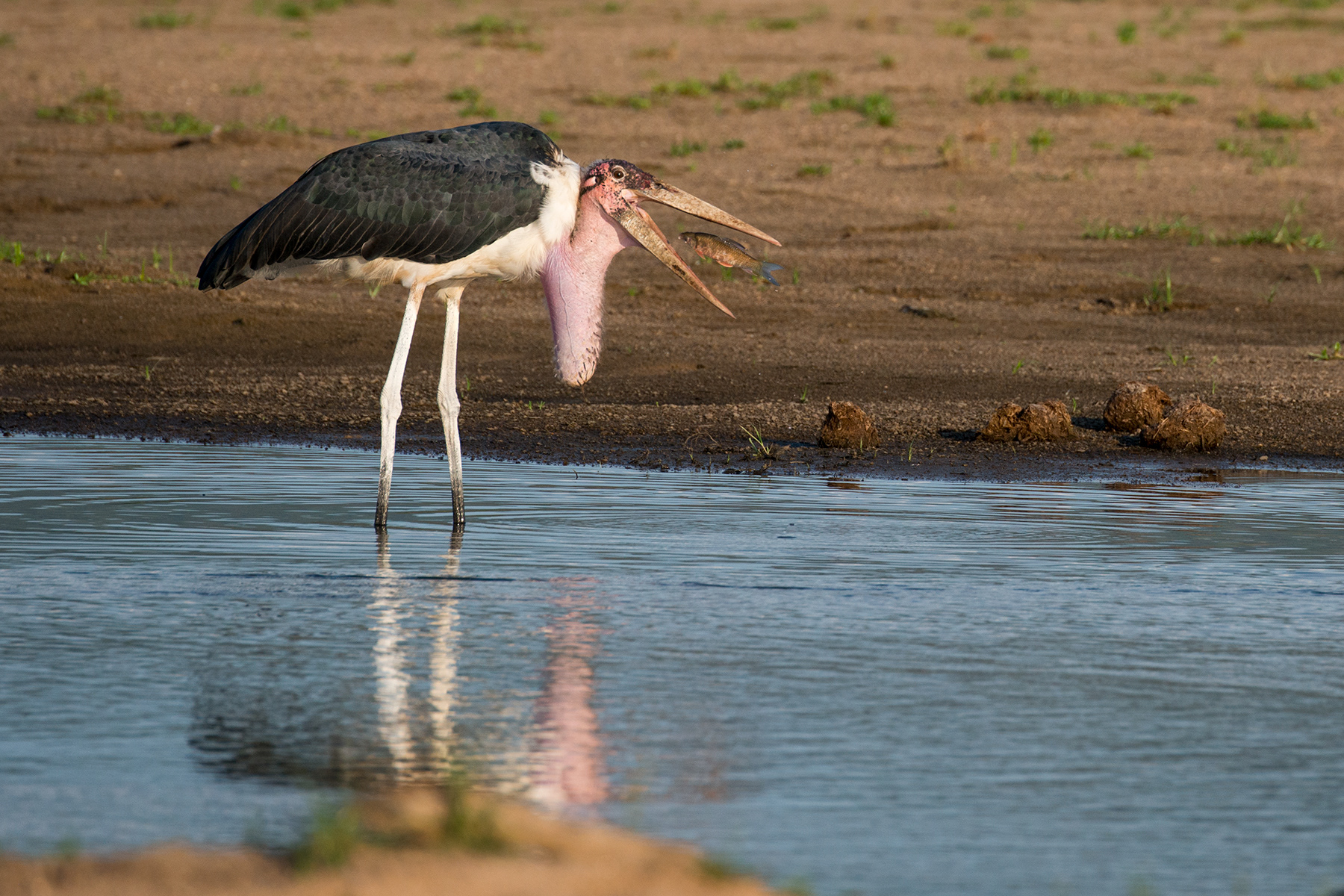 Marabou Stork fishing