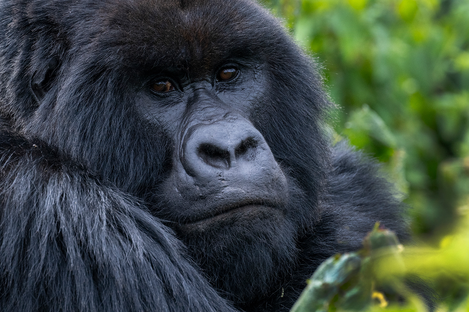 Rwanda - Mountain Gorilla