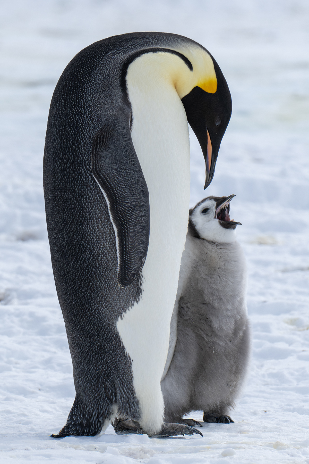 Emperor Penguins