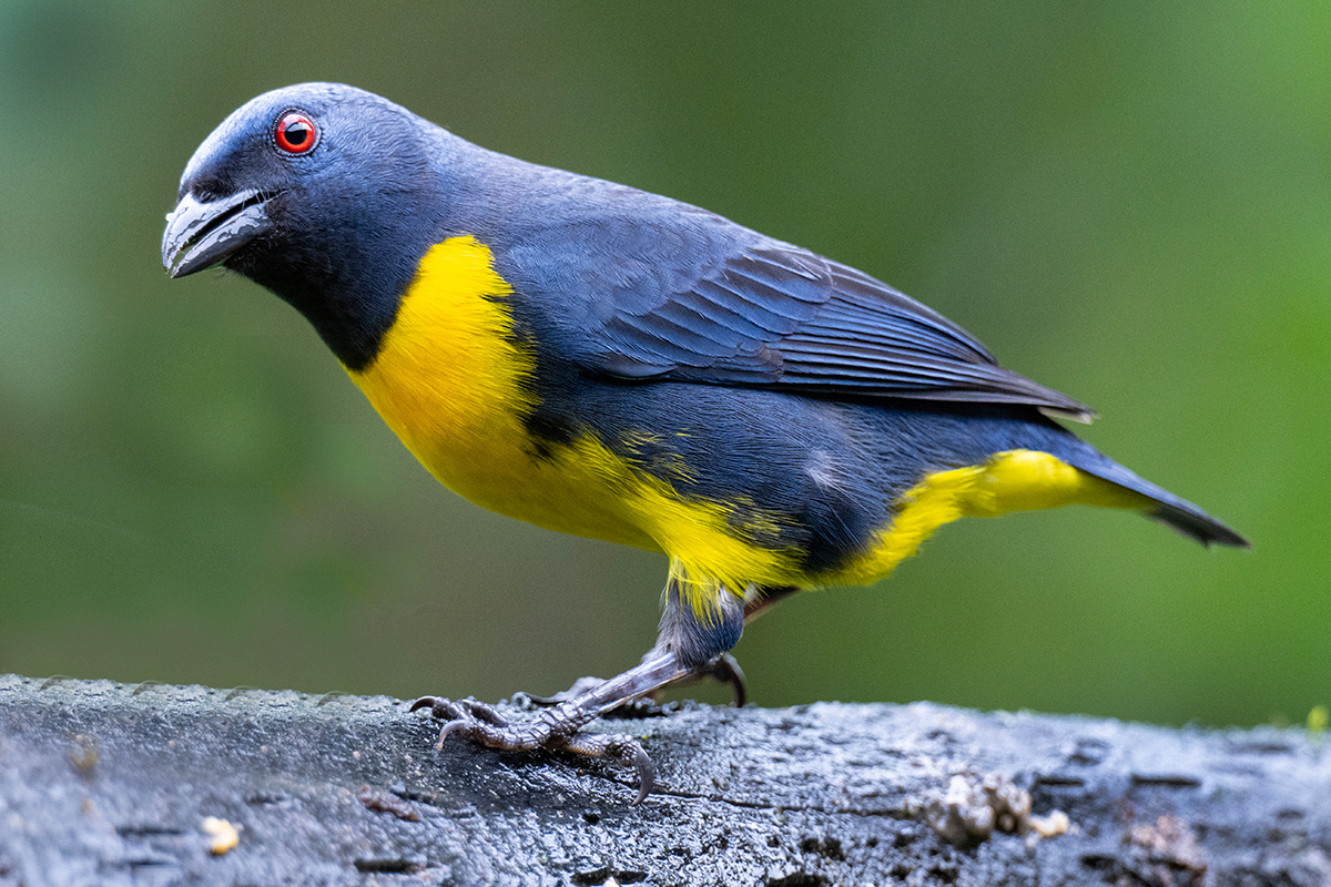 Blue-and-gold Tanager
