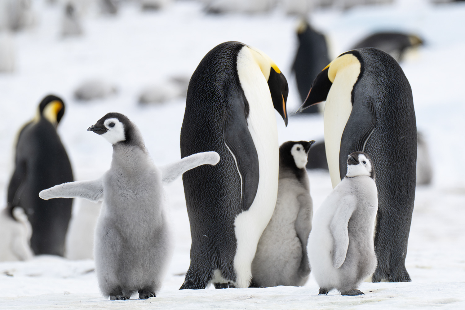 Weddell Sea - Snow Hill - Emperor Penguins