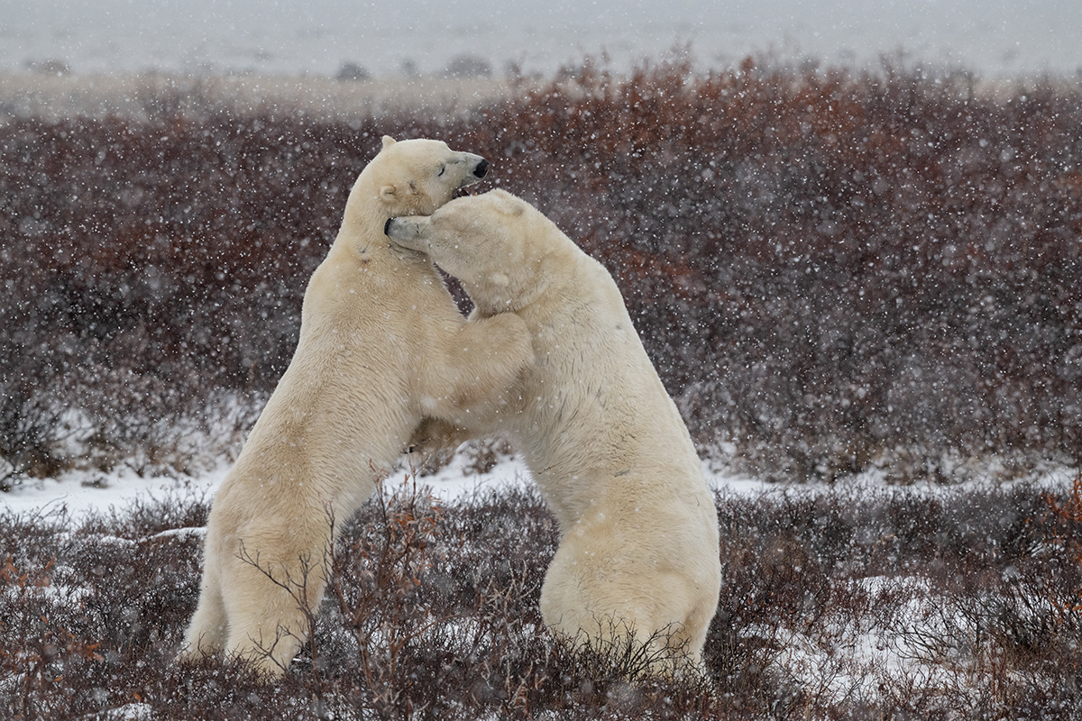 Churchill, Canada - Male polar bears sparring