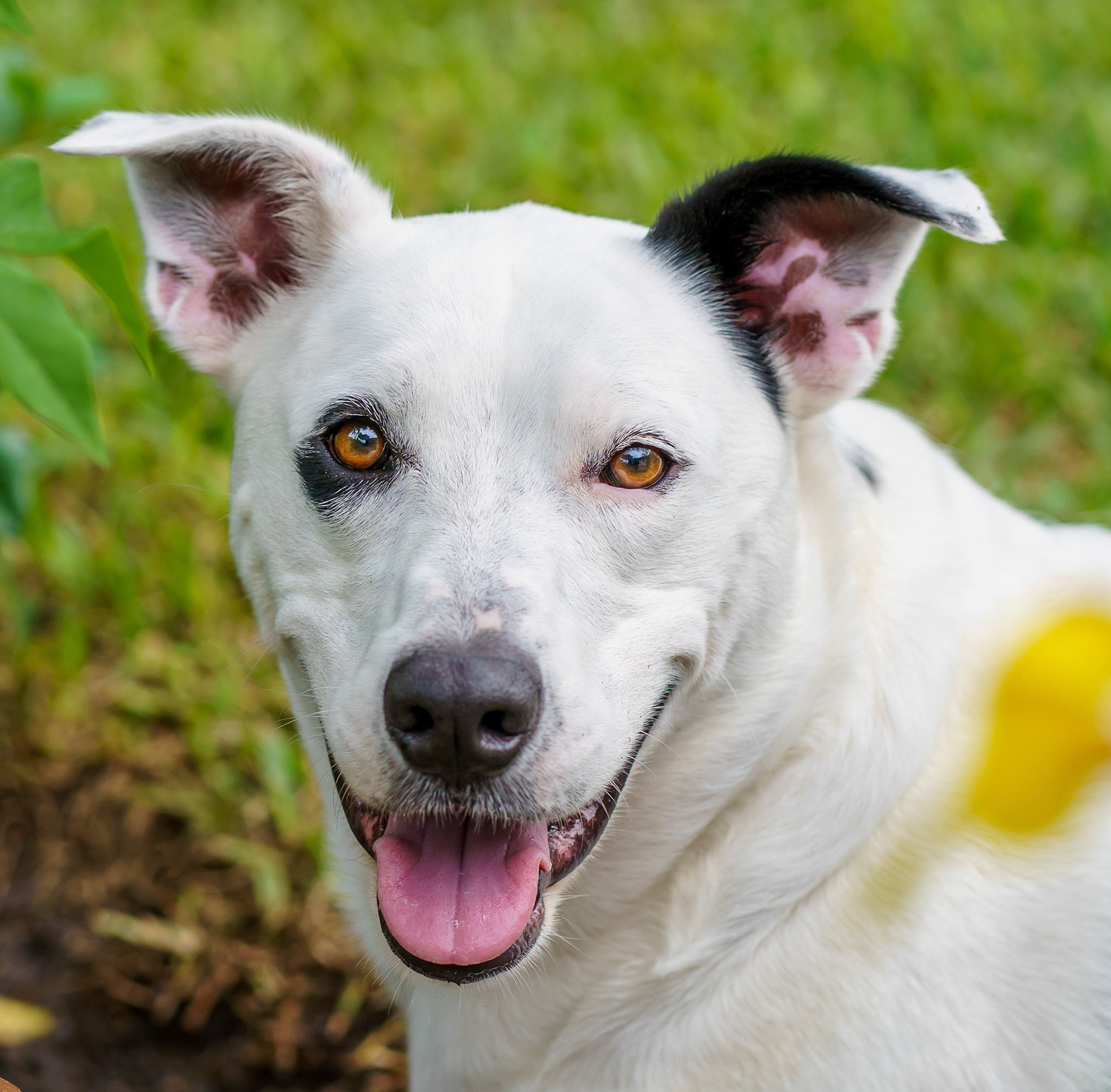 Naples Pet Photography