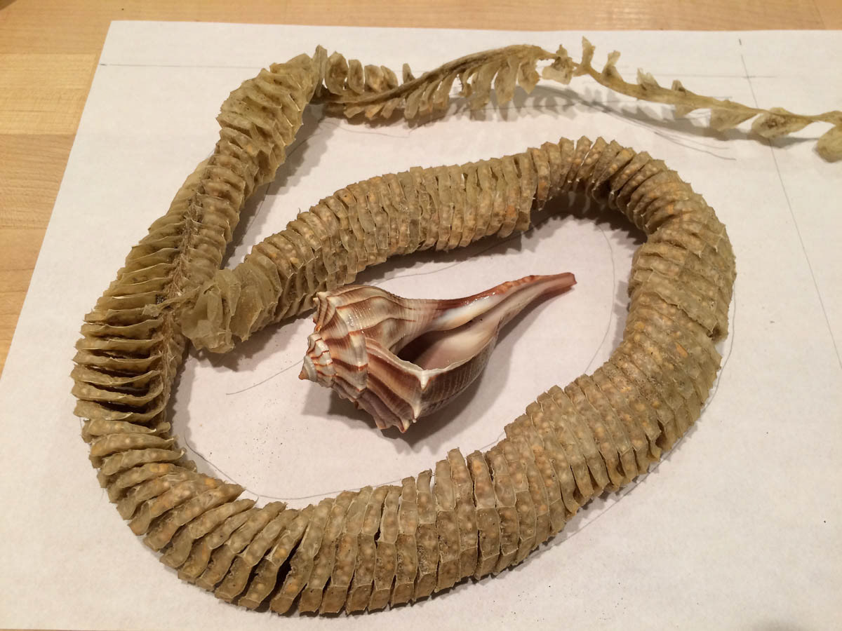 Inspiration - whelk egg case