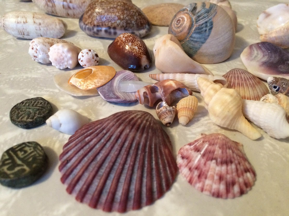 Shells in the Deluxe edition (Sold out)