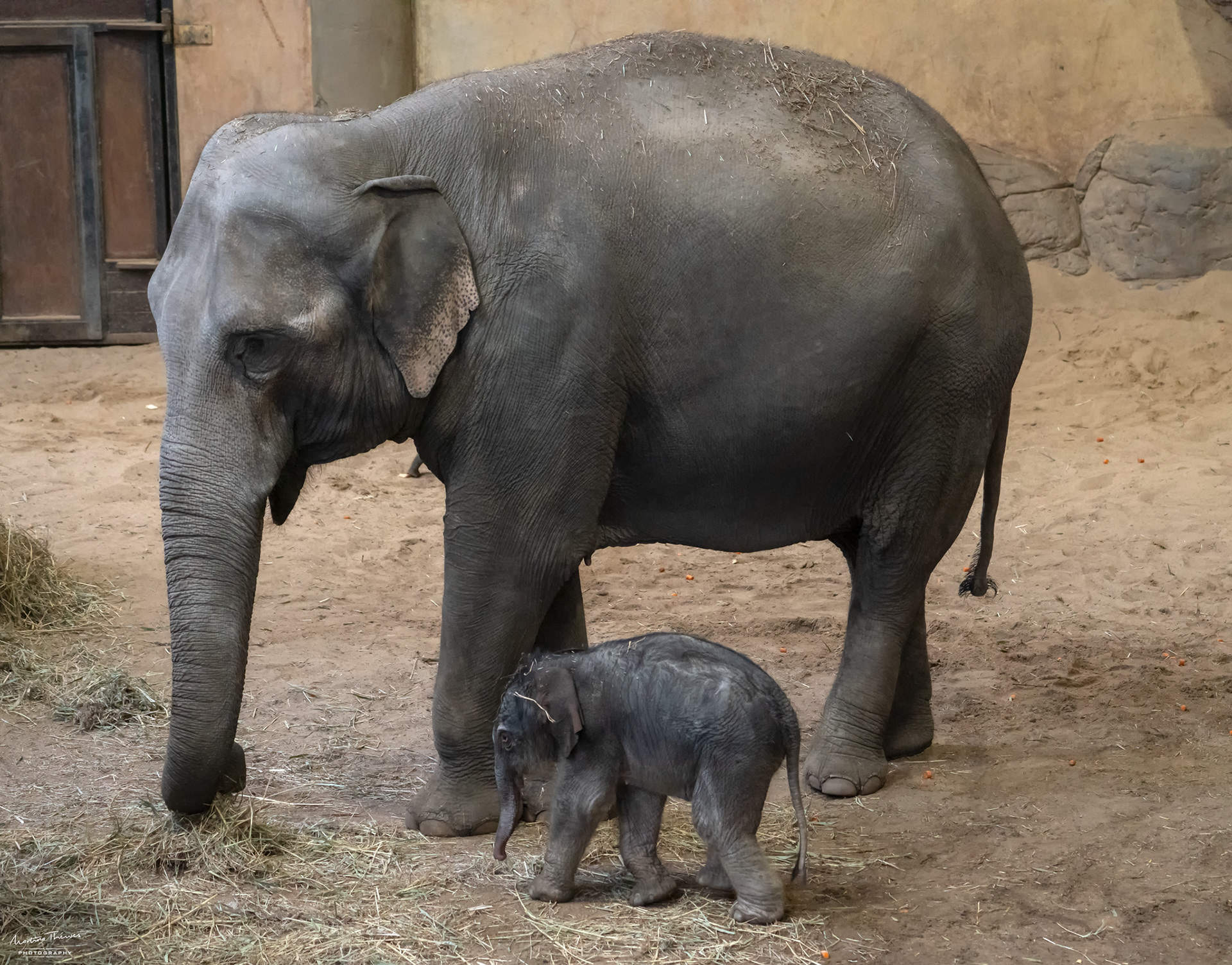 Santosh, geboren am 24.12.2018