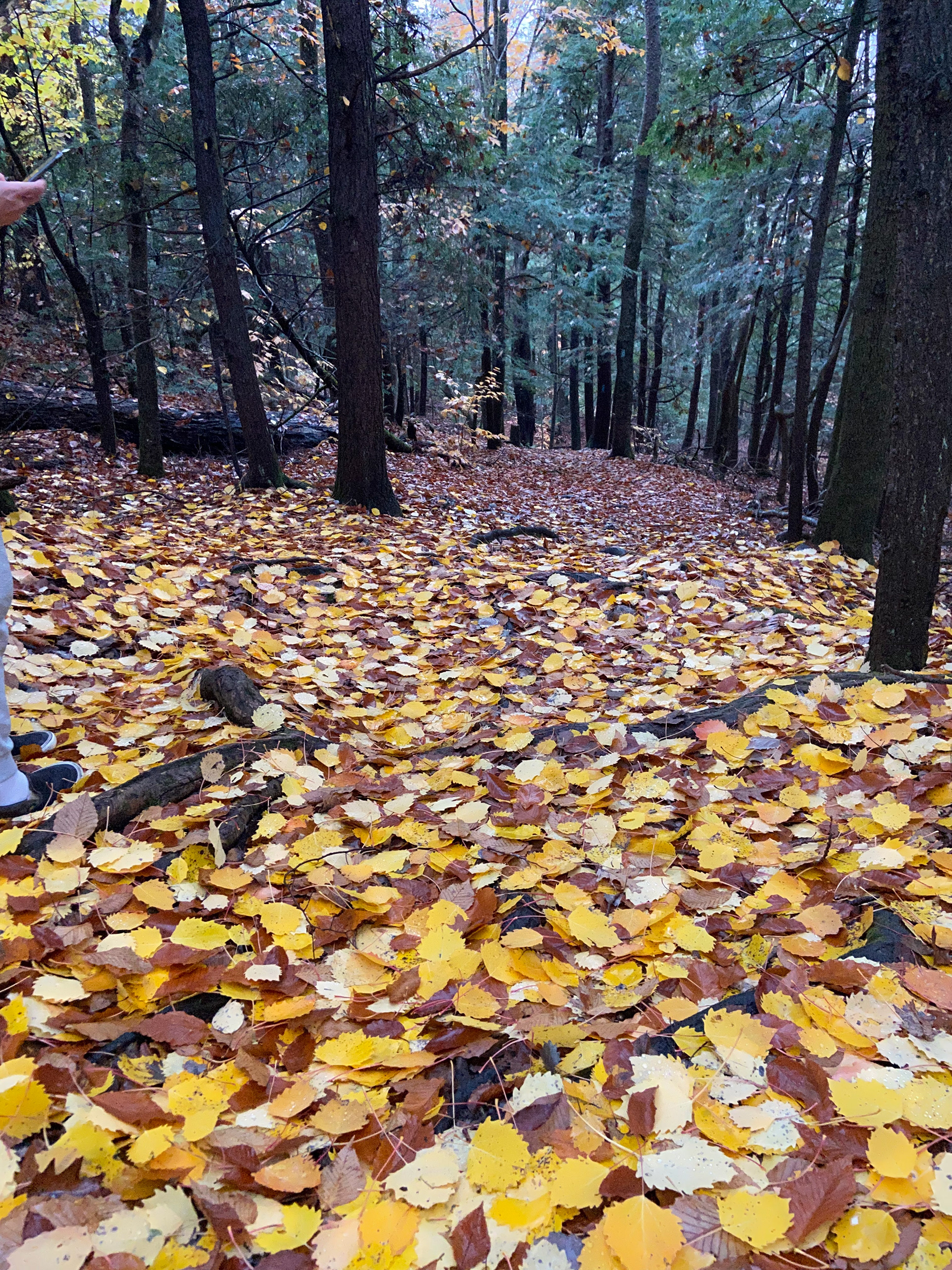 Yellow leaves (Cornish NH)