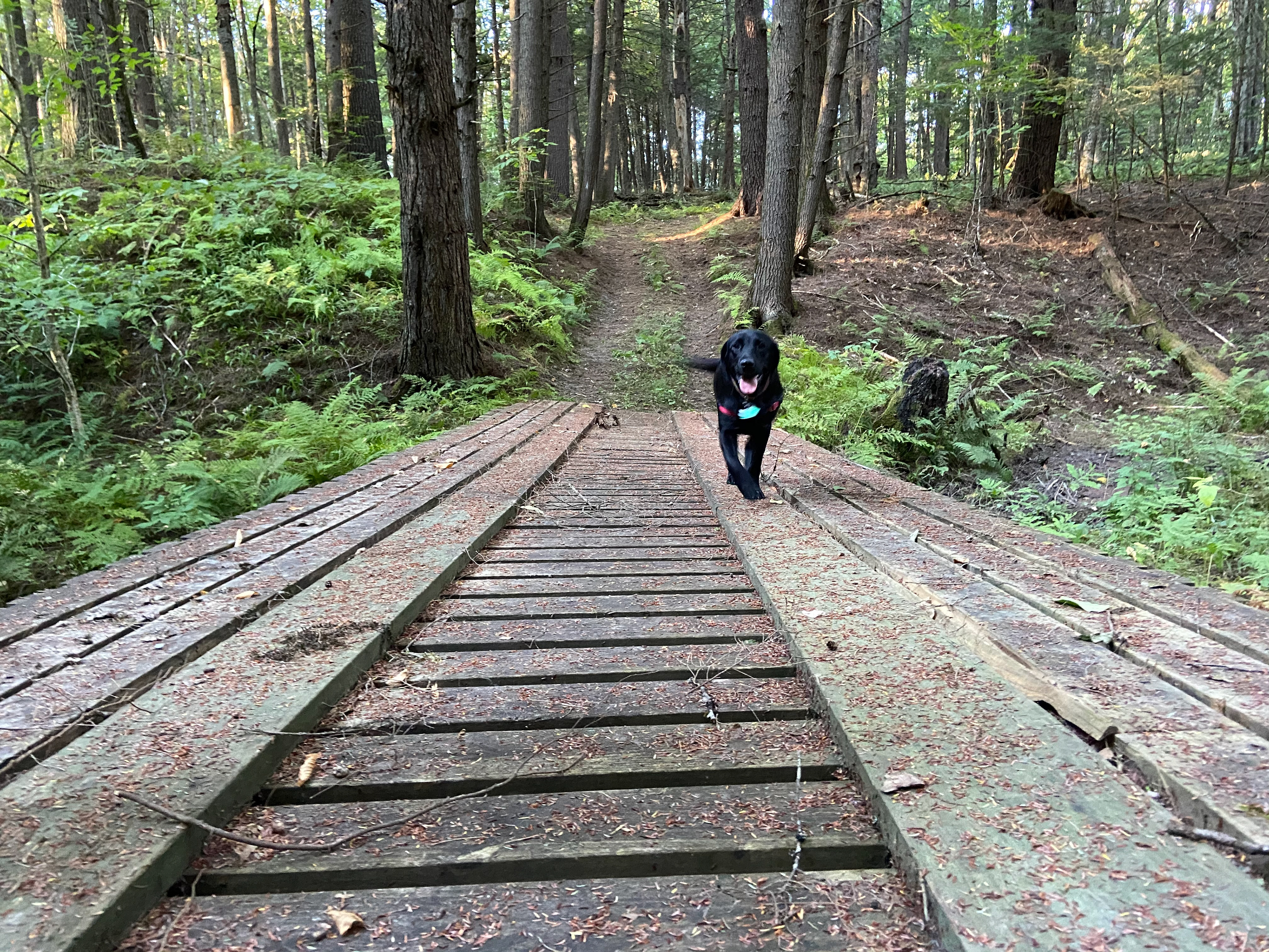 Walk in the Woods (Plainfield, NH)