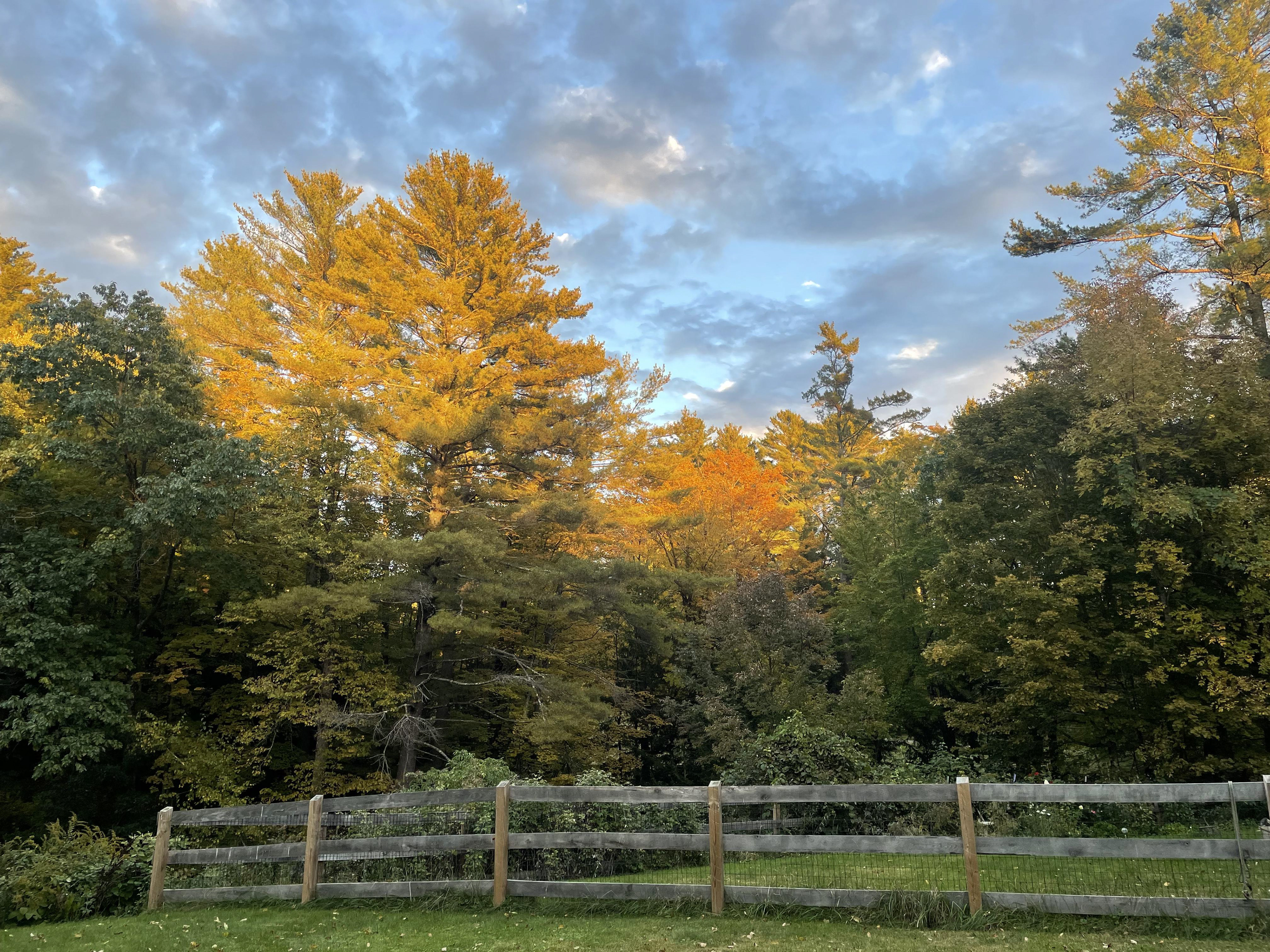 Backyard rays (Plainfield NH)