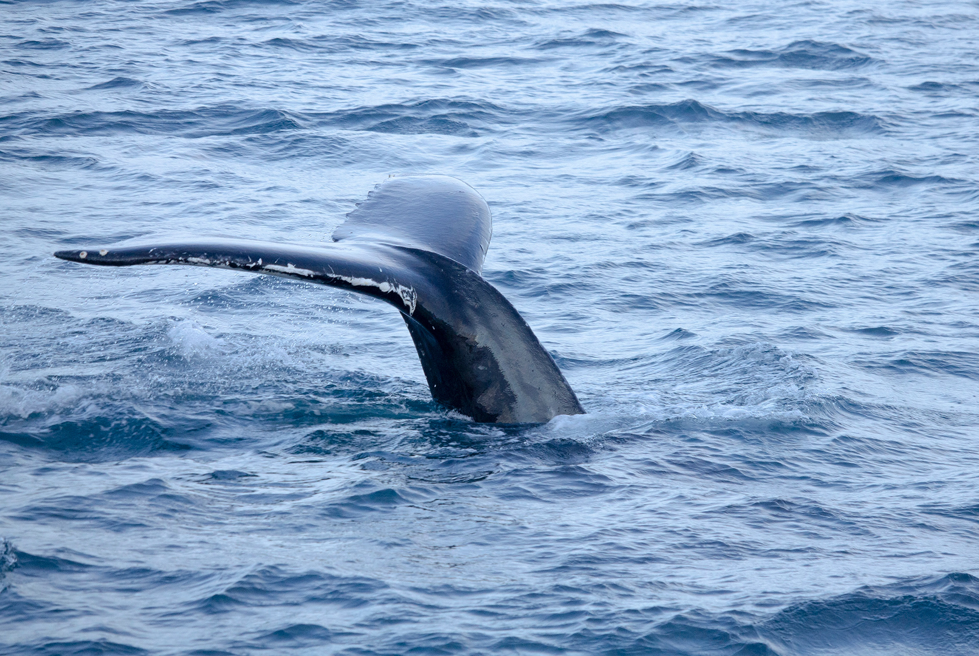 Humpback
