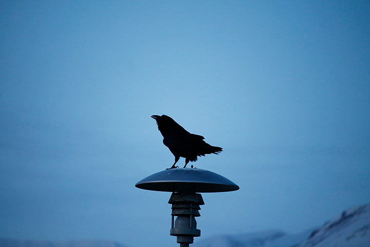 Random Raven