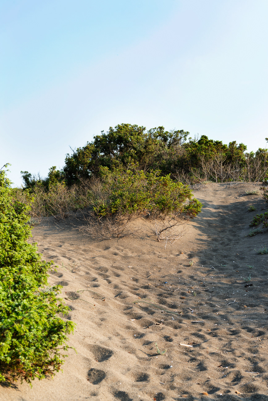 Duna interna (spiaggia di Macchiatonda)