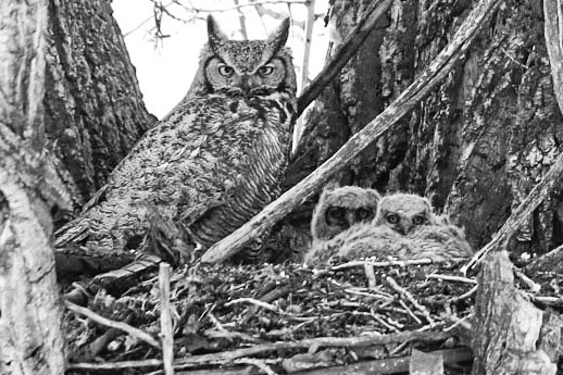 Owls of Hamilton Montana- 2020