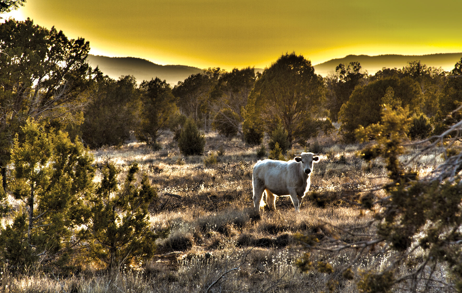 Prescott National Forest- Arizona- 2012