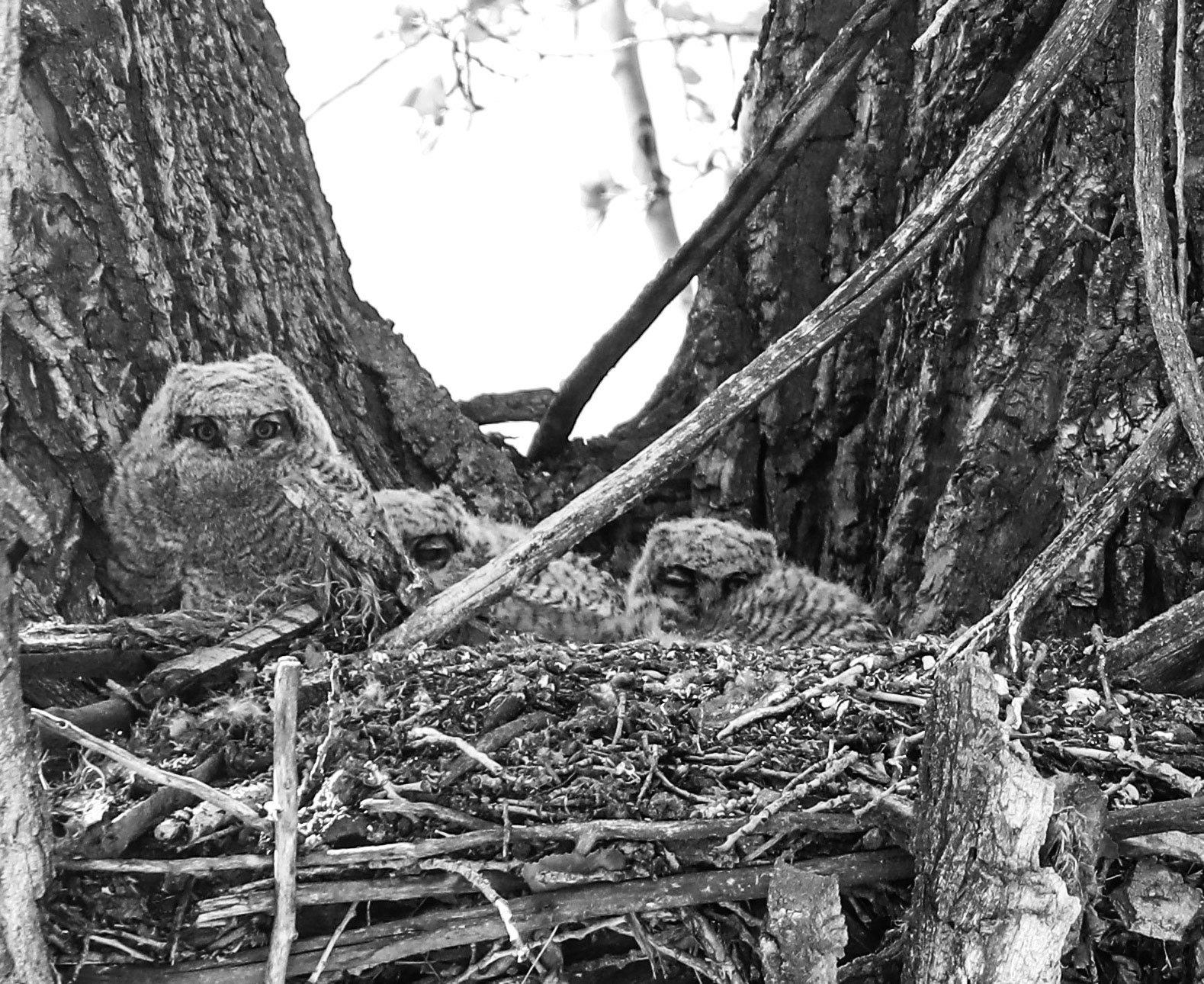Owls of Hamilton Montana- 2020