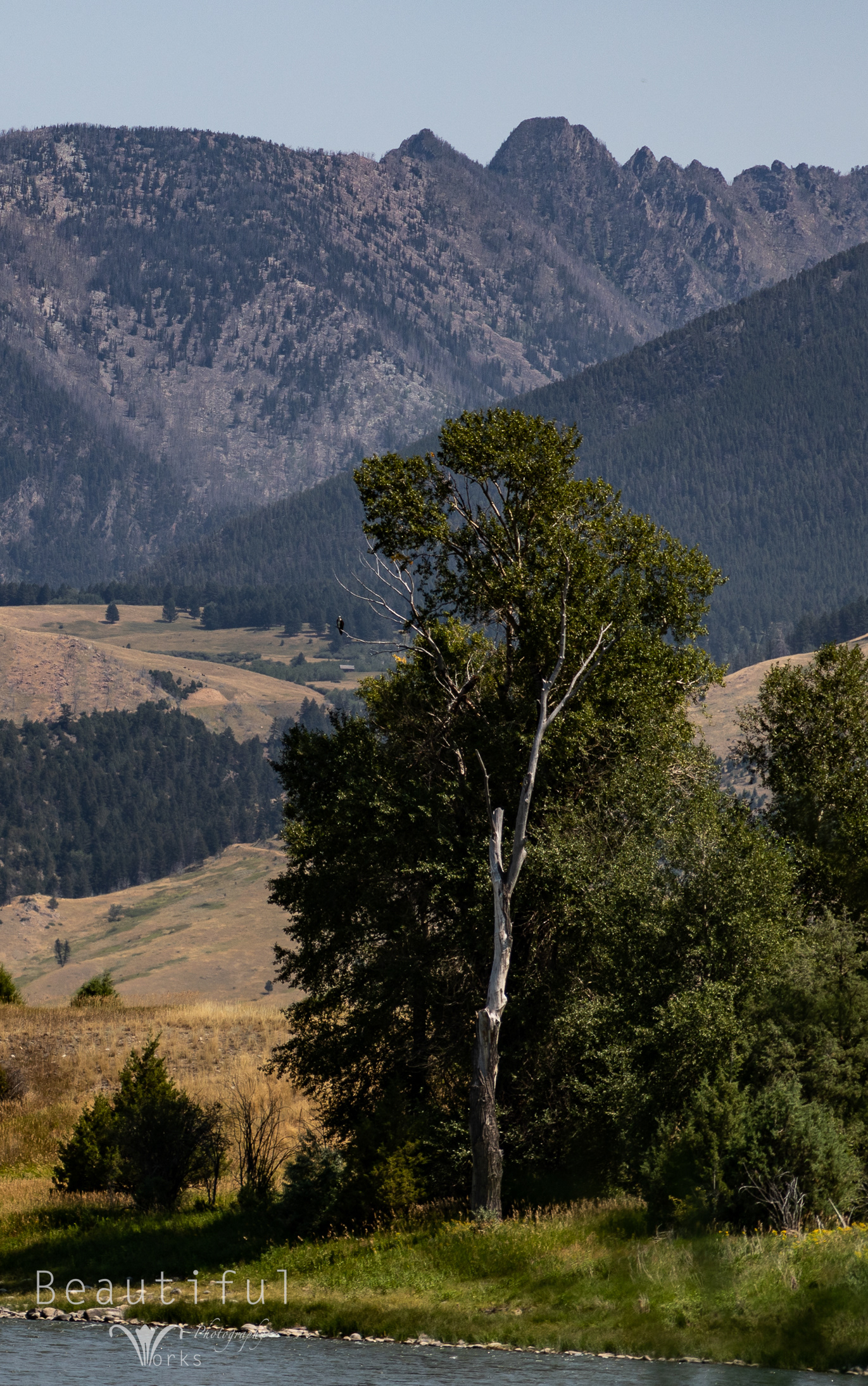 Bird of prey over Yellowstone River- 2022
