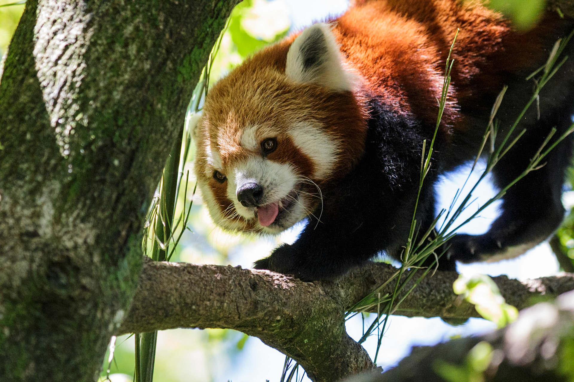 Tierfotos aus Zoos und Tiergärten