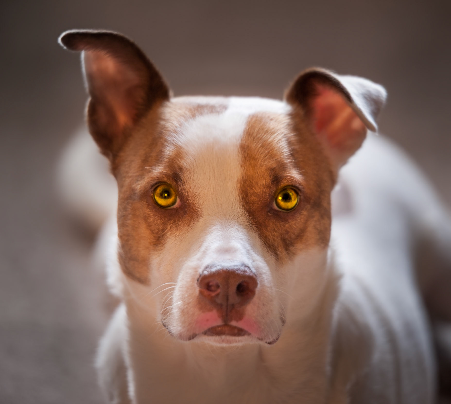 The Dover Dog thinking about eating my cameraa for lunch.