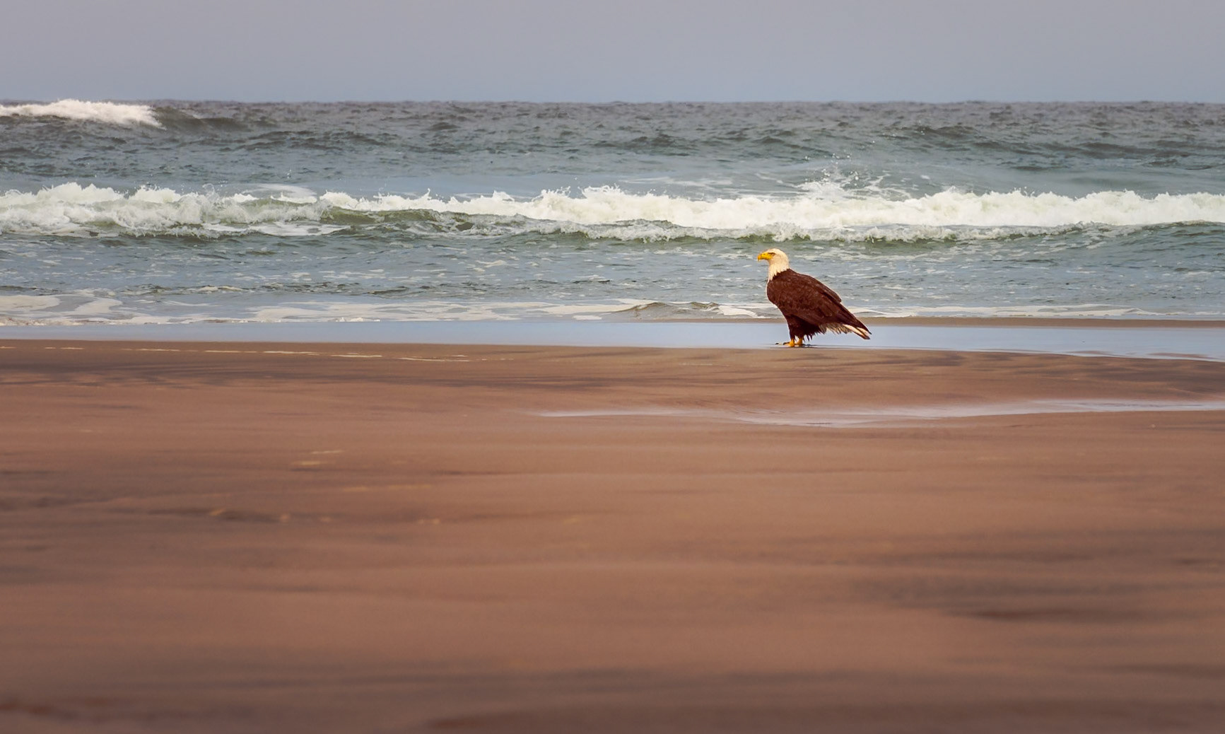 A bald eagle just hanging out at the shoreline, waiting for some fish.  Didn't seem to be that concerned with the onlookers just 50 yards away (including me).