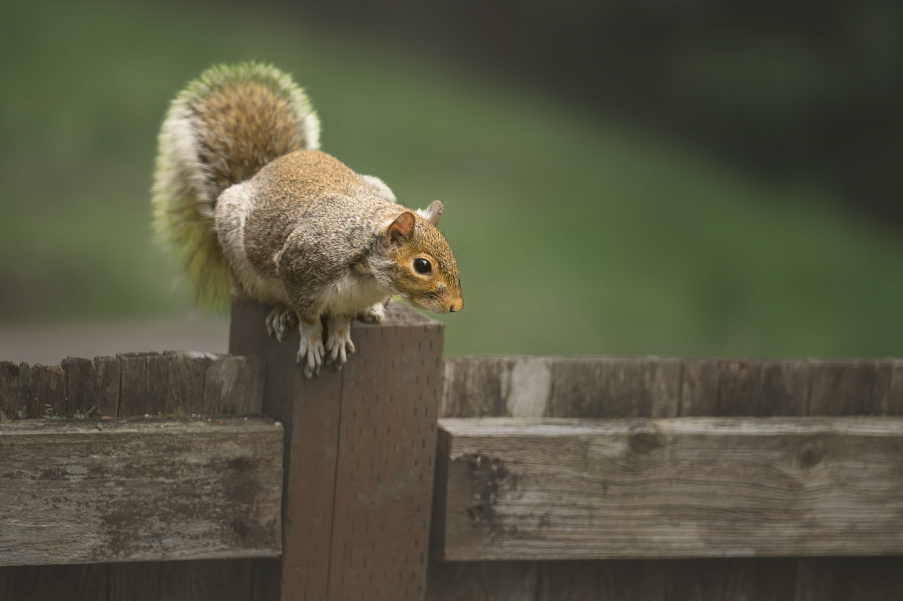Visiting Squirrel waiting for peanuts