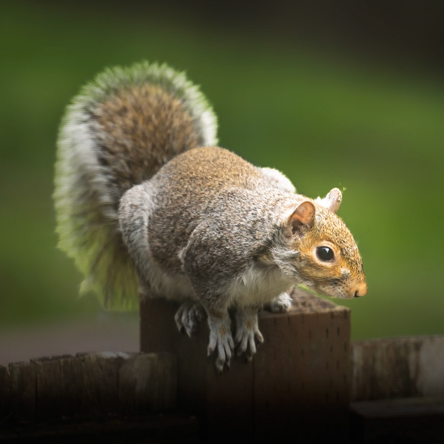 Visiting Squirrel waiting for peanuts