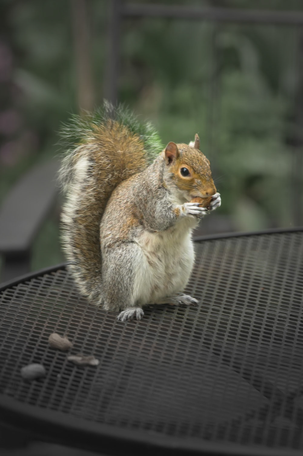 Visiting Squirrel enjoying a peanut