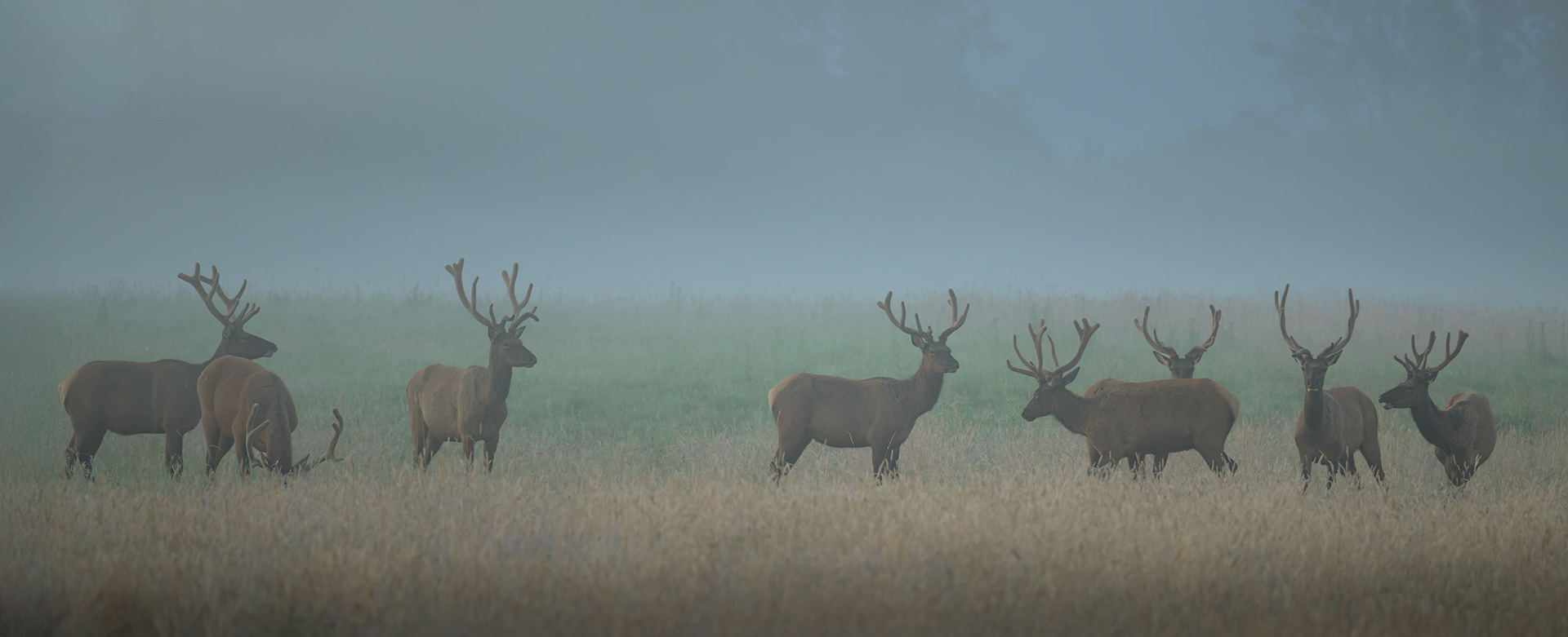 A herd of bull elk stands silently in a misty field at dawn, their velvet-covered antlers silhouetted against the soft blue haze. Captured in the stillness of early morning, this photograph evokes the quiet strength and natural harmony of these majestic creatures in their wild domain.