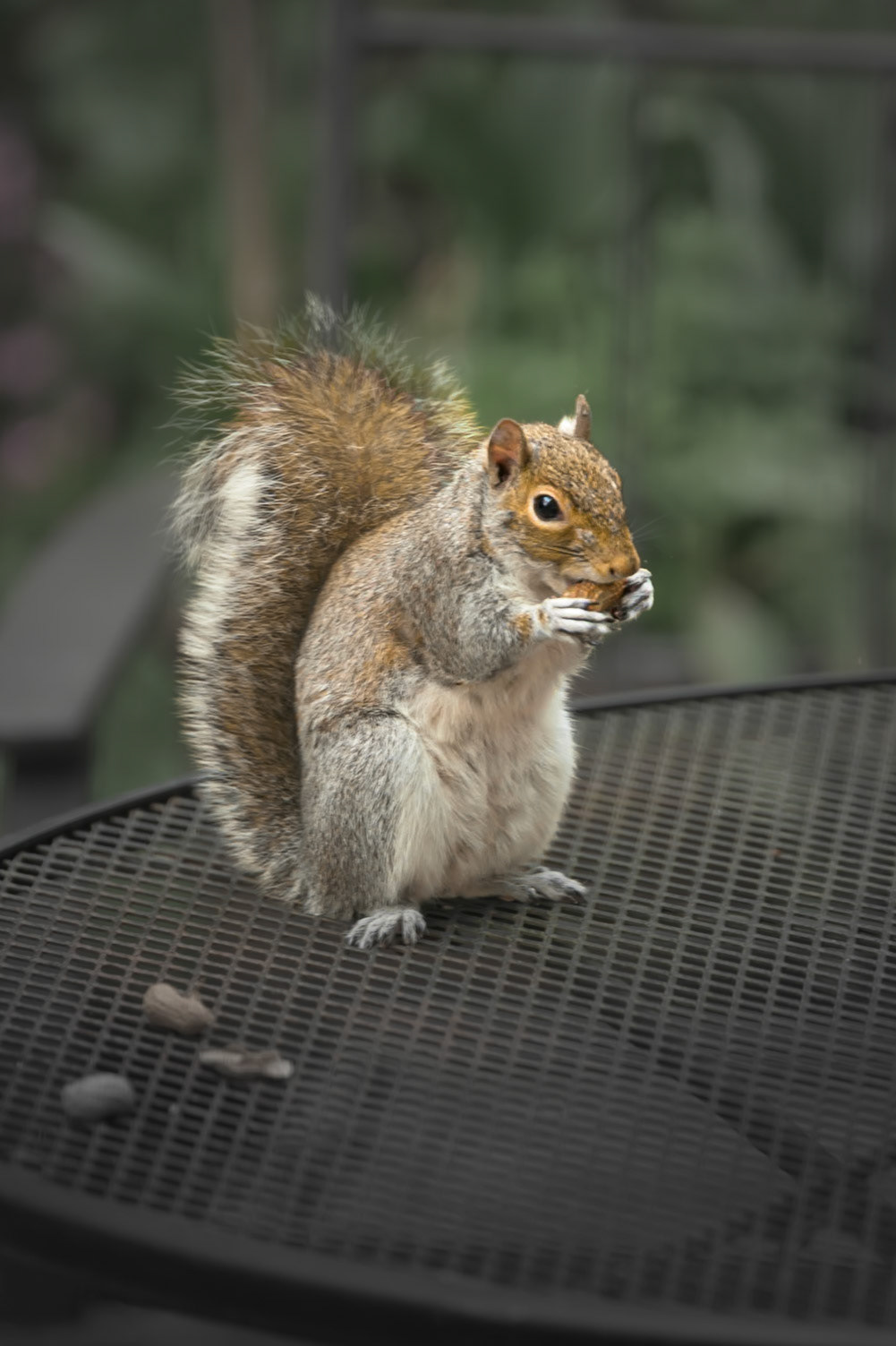 Visiting Squirrel enjoying a peanut