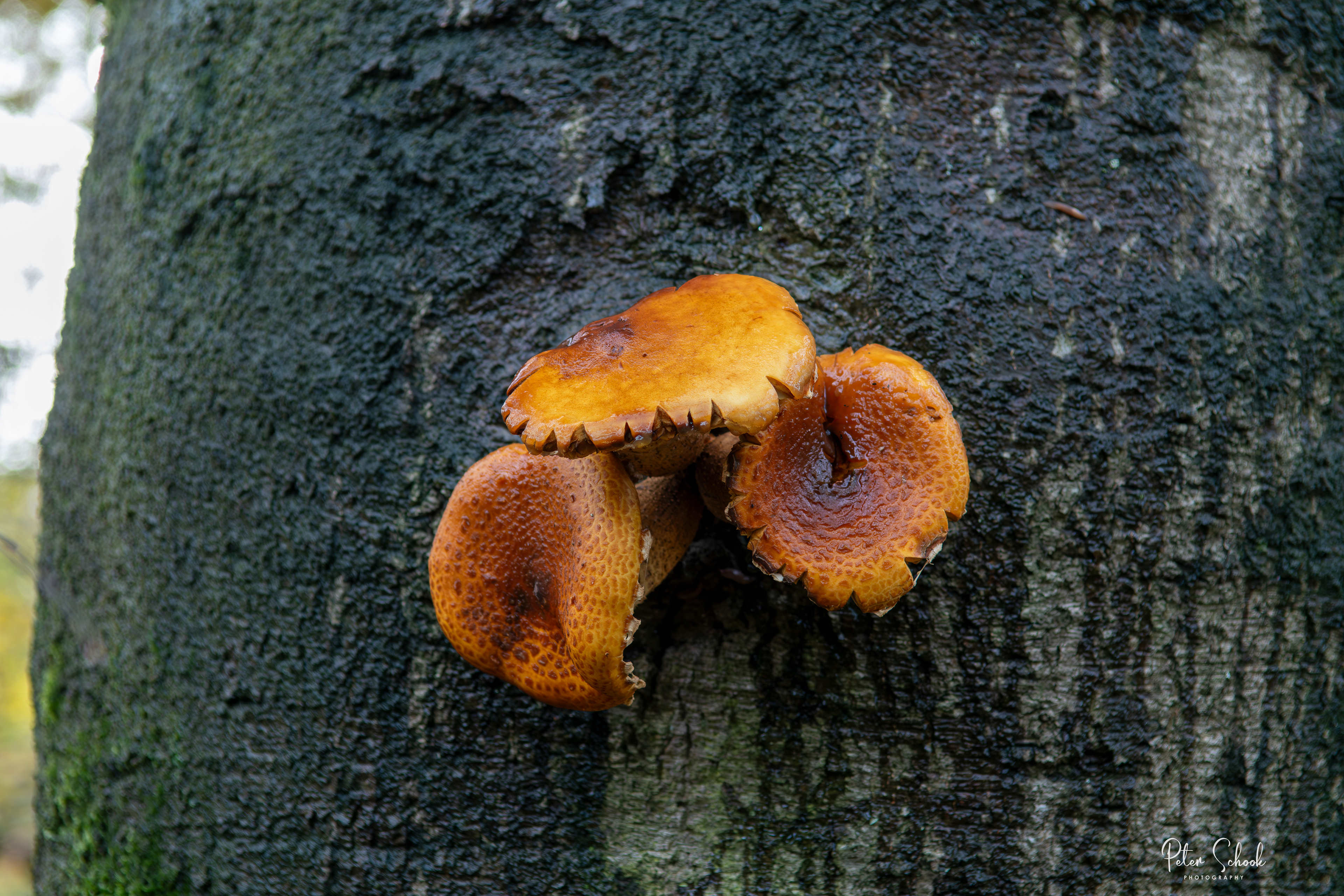 Goudvliesbundelzwam