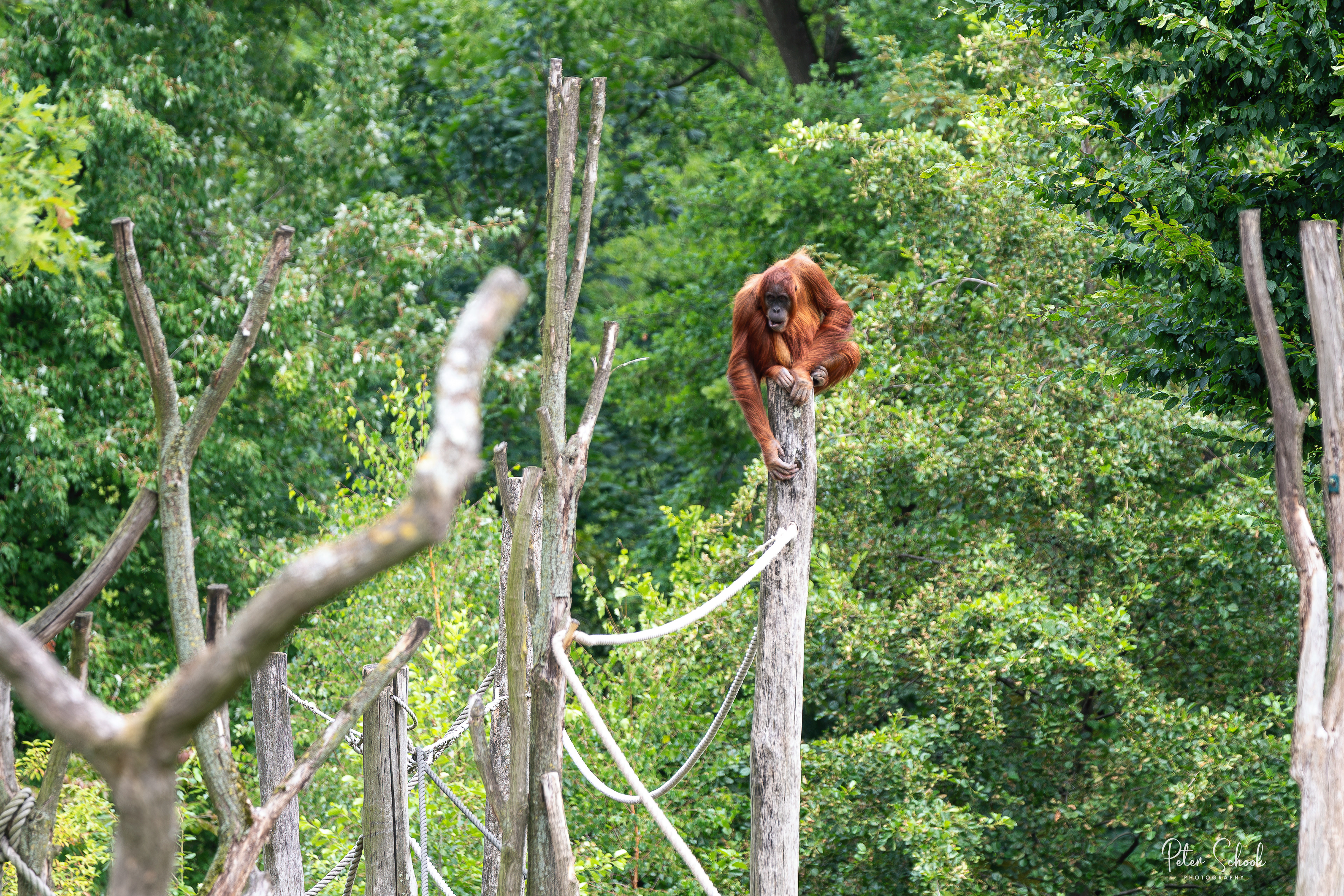 Orang-oetans