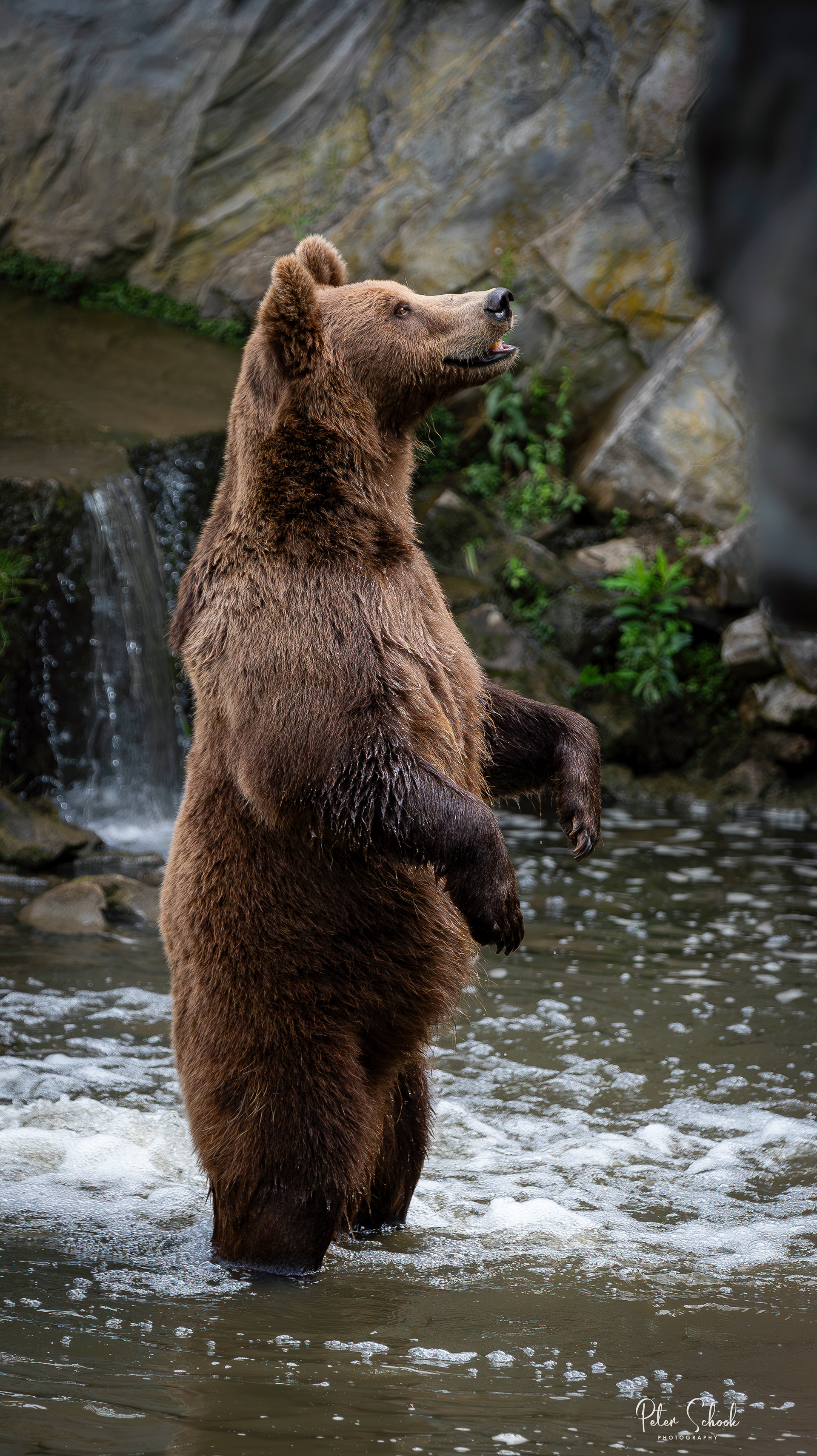 Kamchatka's Bruine Beer
