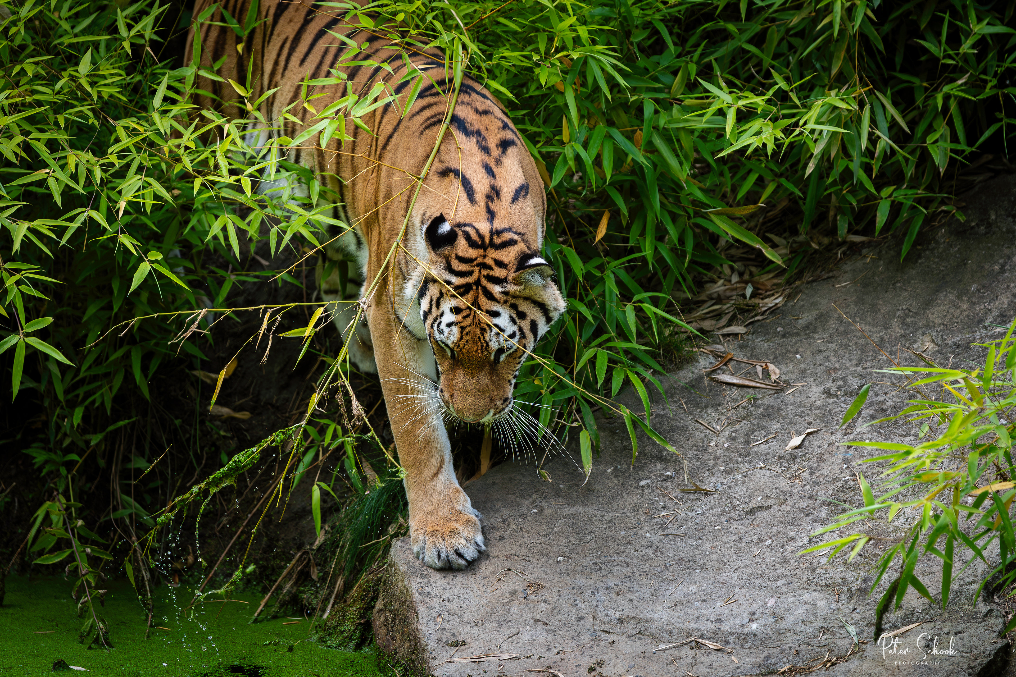Siberische Tijger