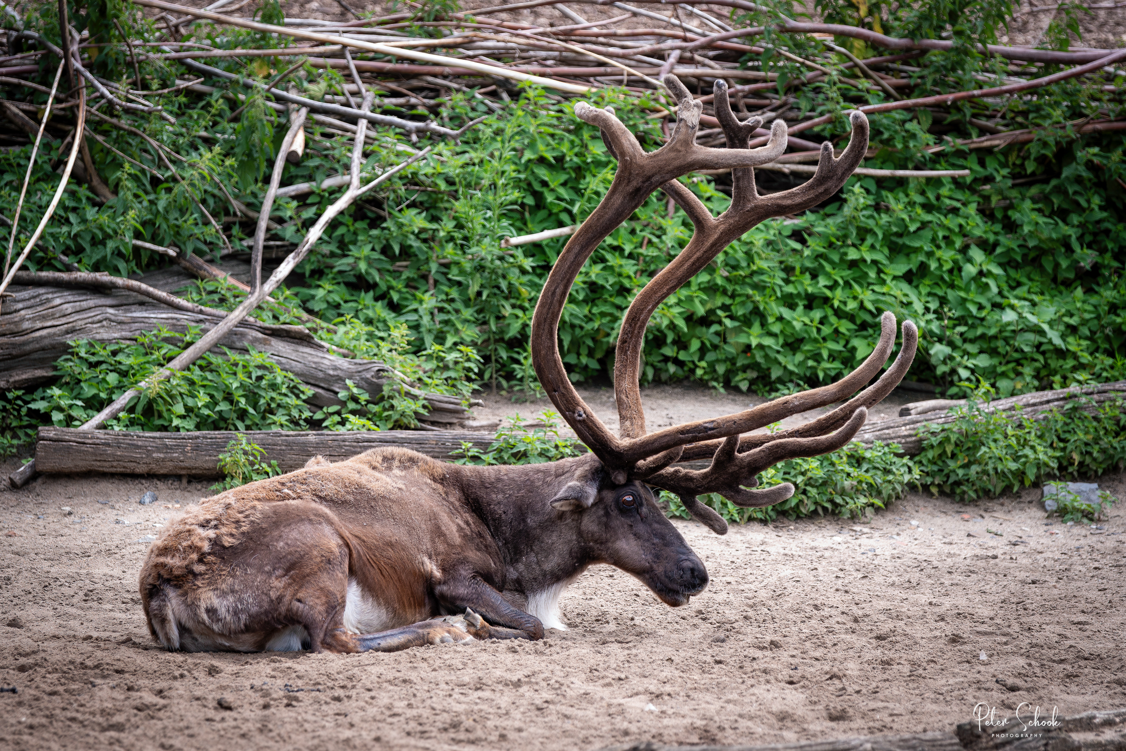 Eland