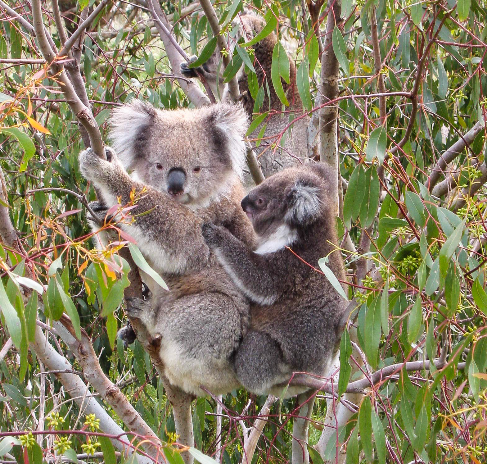 koala park