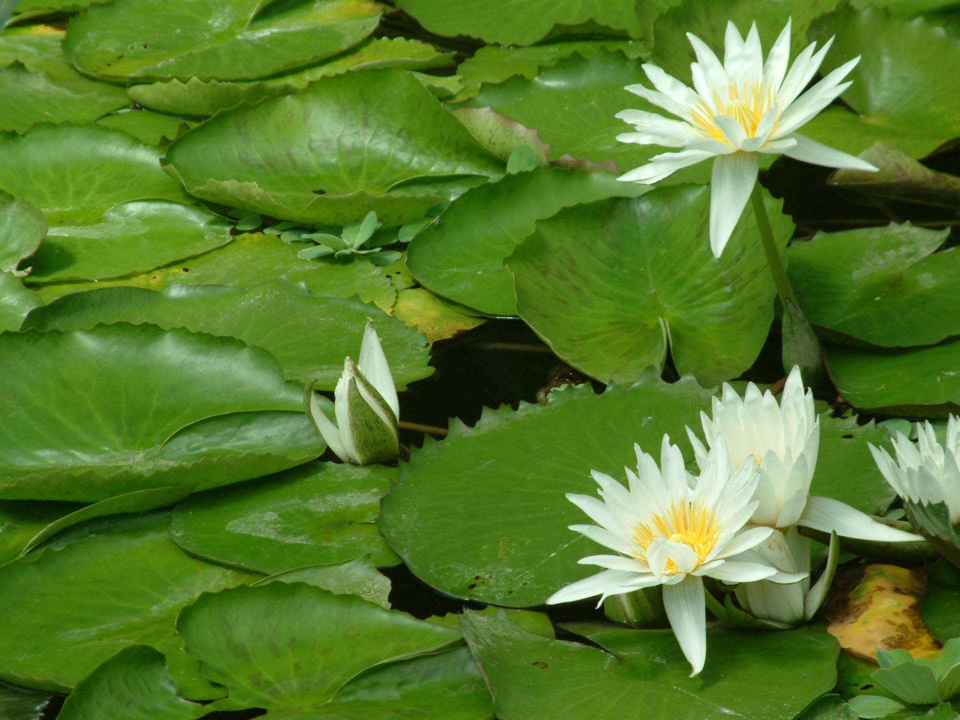 London - keue garden