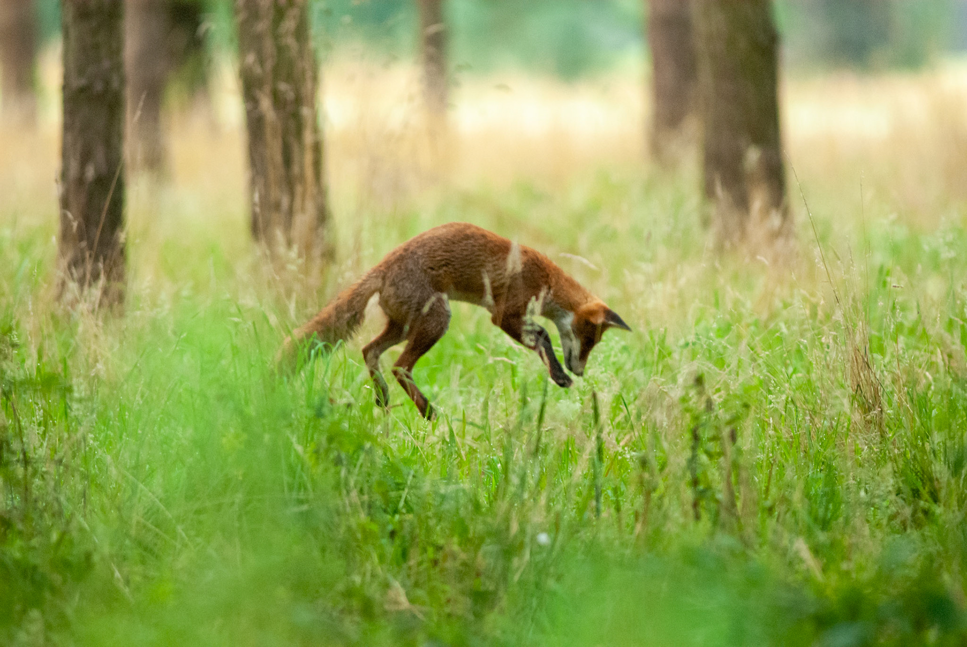 On Hunt