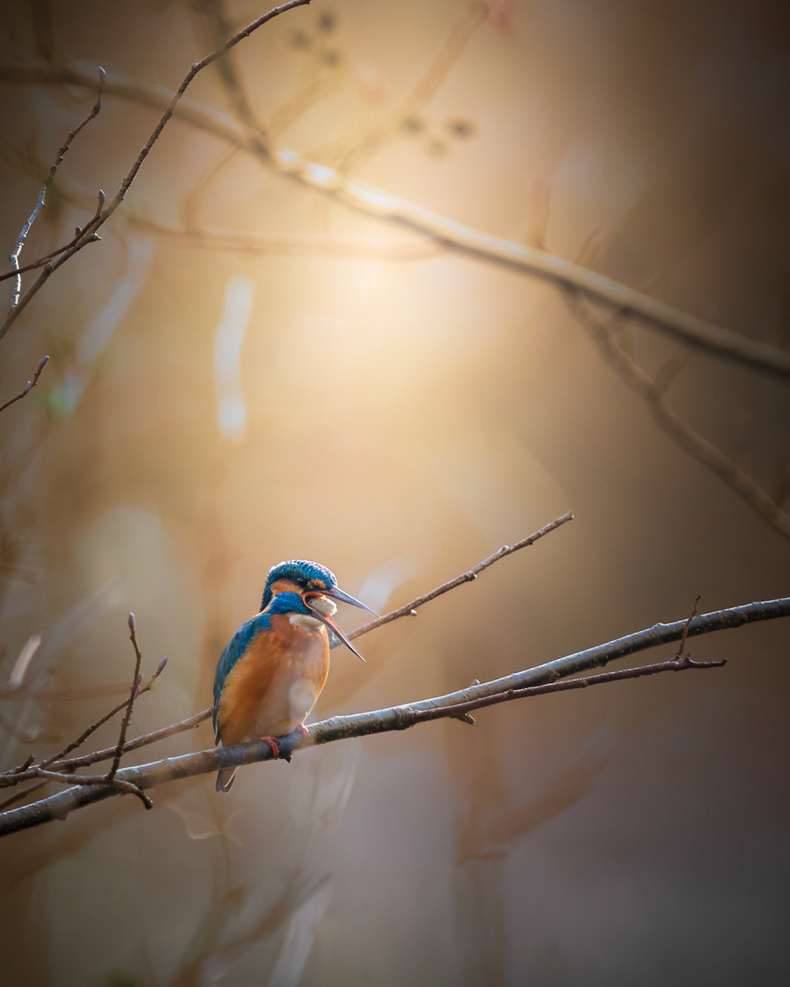 Barfing Kingfisher
