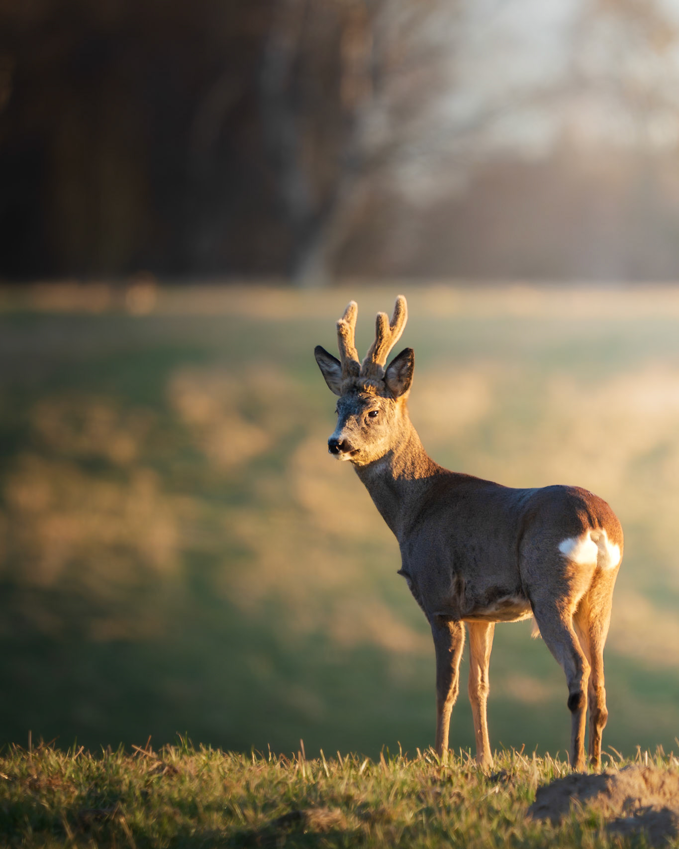 Roe Deer Stag in Afternoon Sun