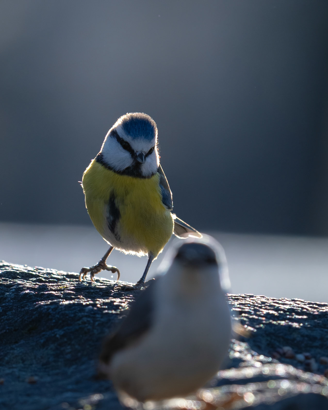 Blue Tit Observing Nuthatch