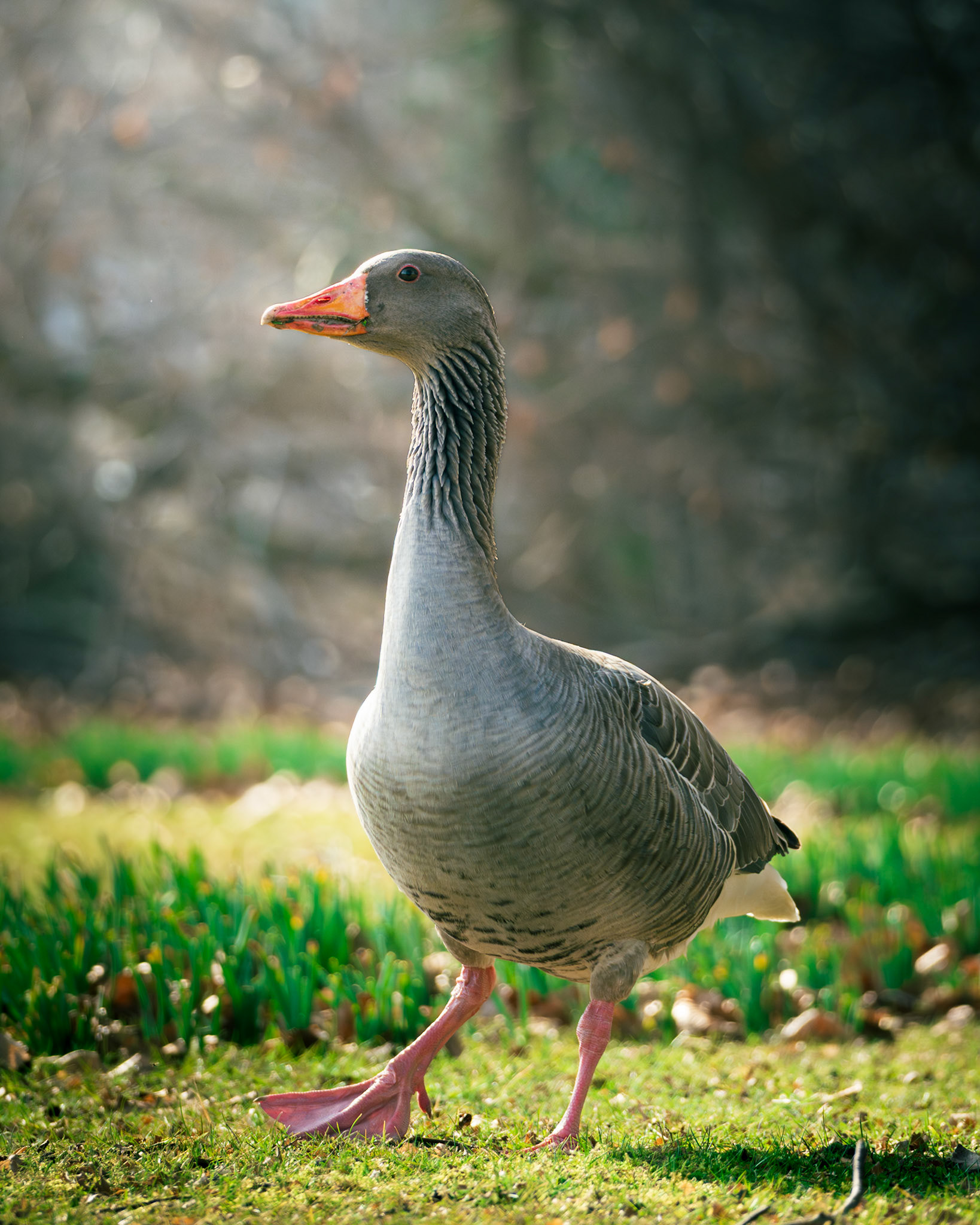 Posing Greylag Goose