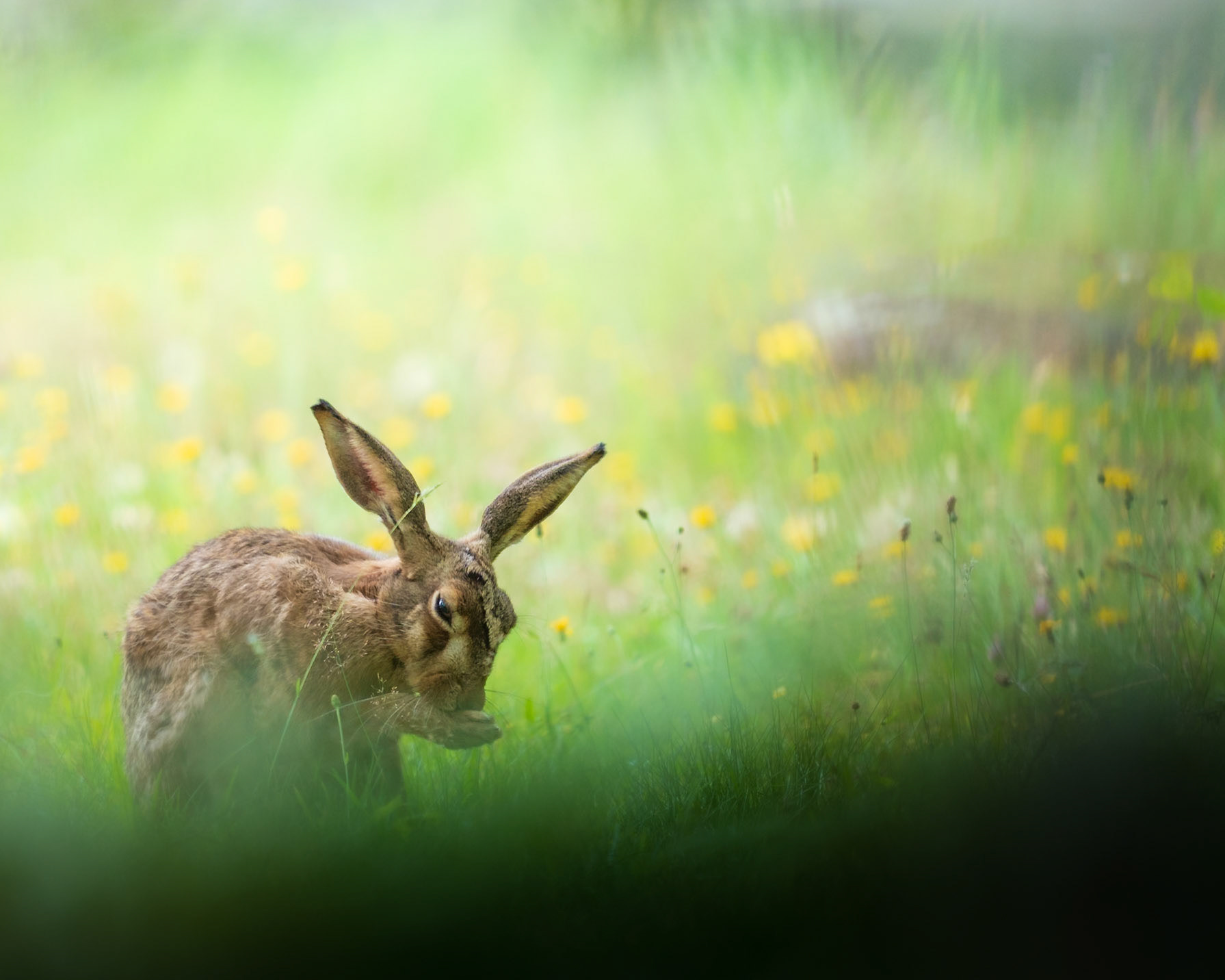 Relaxed Brown Hare