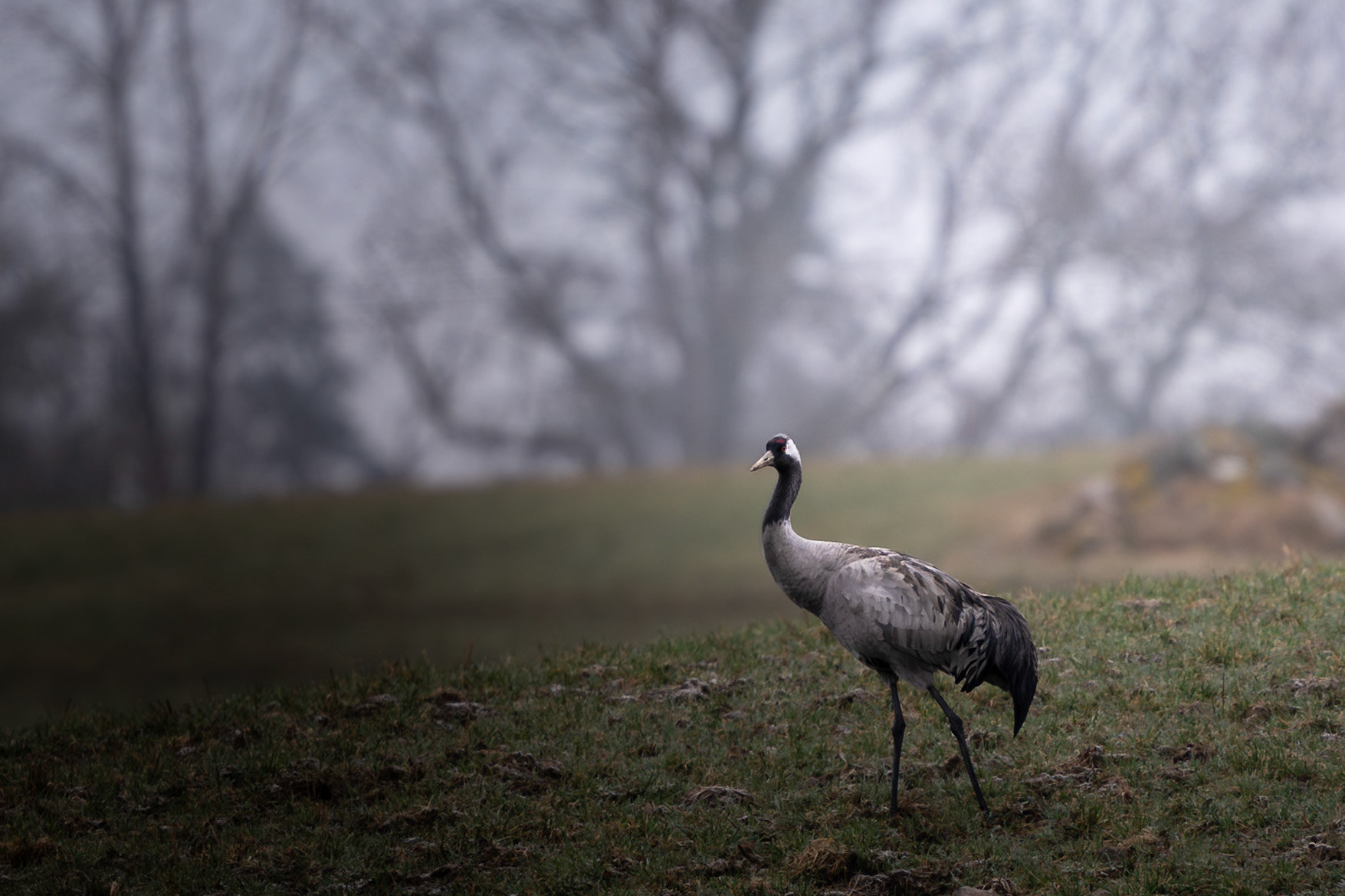 Crane in Field