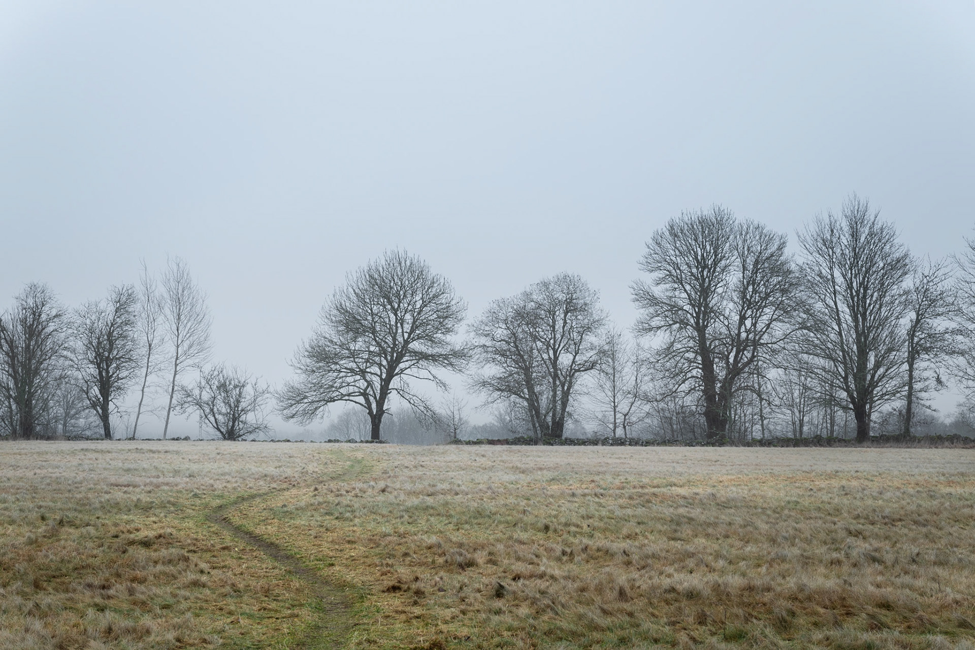 Cold Foggy Afternoon