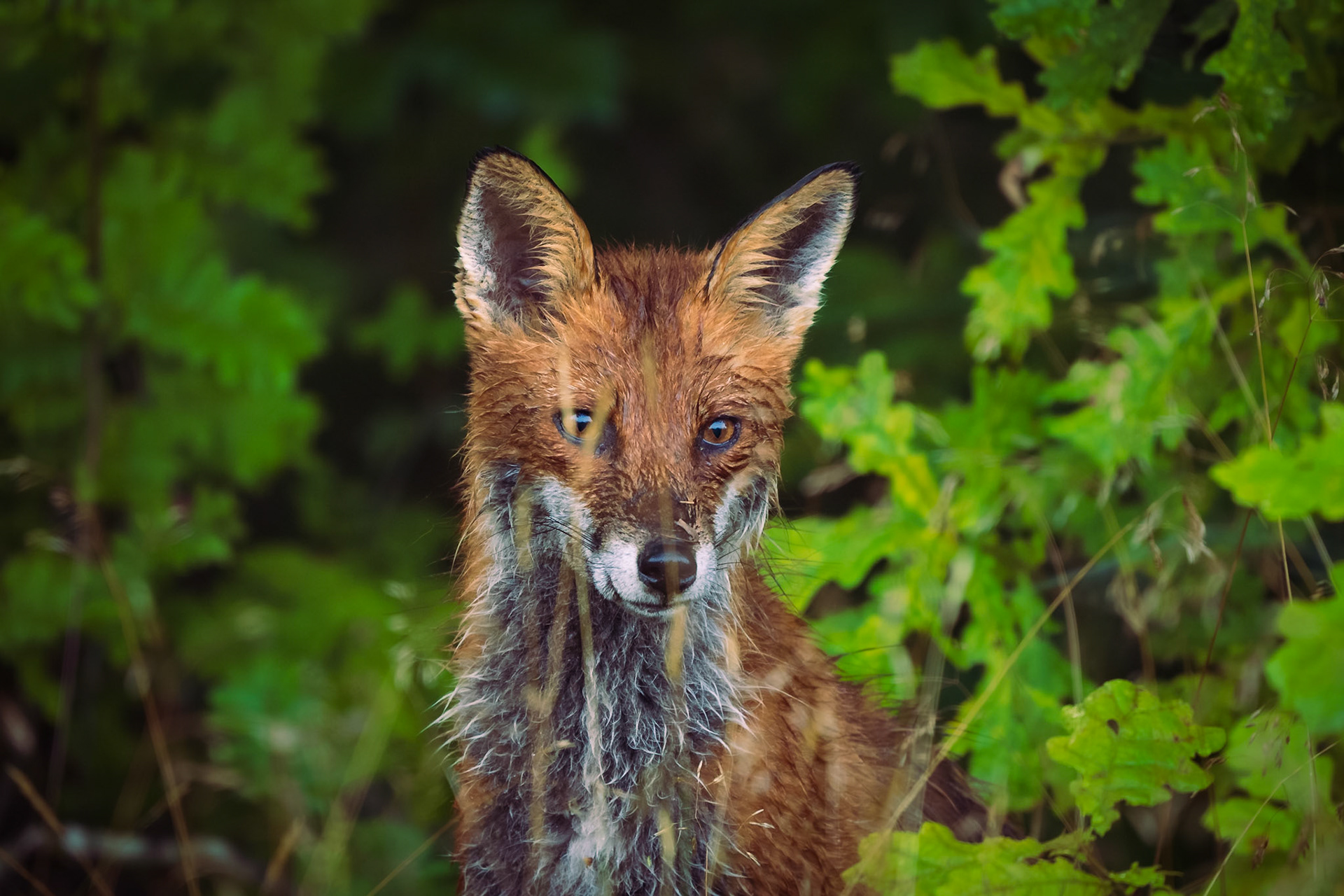 Young Fox Wet from Morning Dew